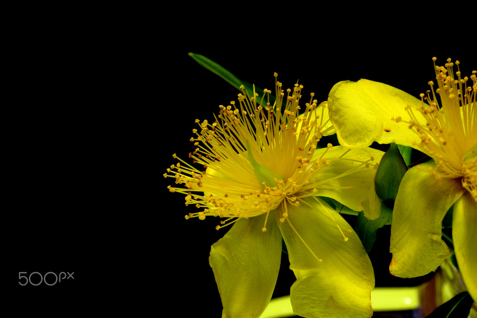 Sigma 105mm F2.8 EX DG Macro sample photo. Mellow yellow photography