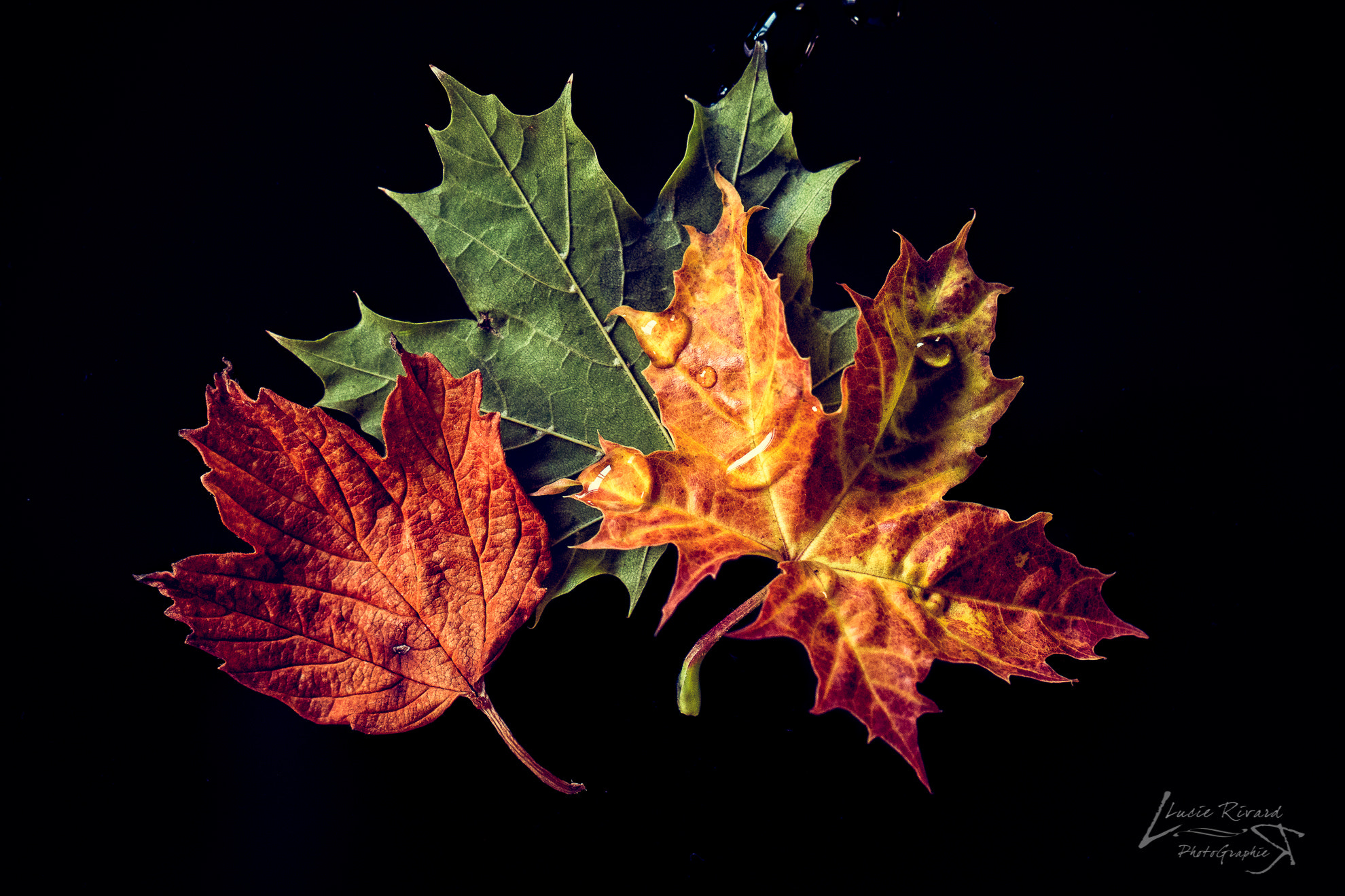 Canon EOS 70D + Canon EF 100mm F2.8L Macro IS USM sample photo. Automn photography