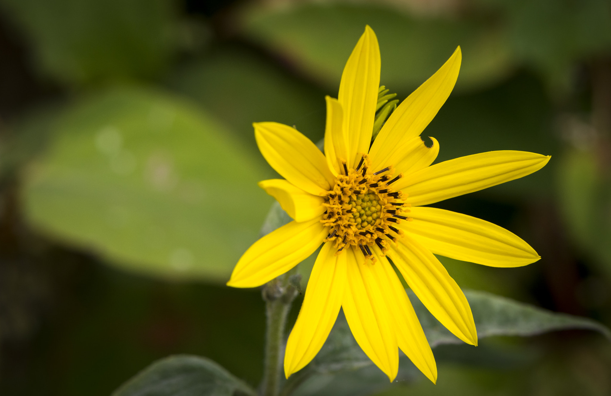 Nikon AF-S Micro-Nikkor 105mm F2.8G IF-ED VR sample photo. Flower photography