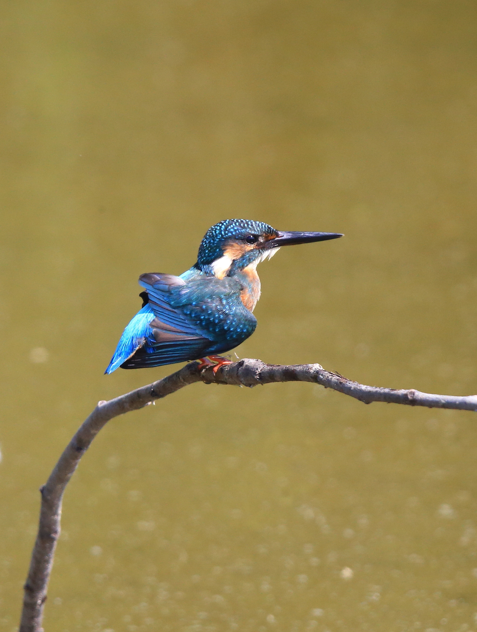 Canon EF 600mm F4L IS II USM sample photo. 276 photography