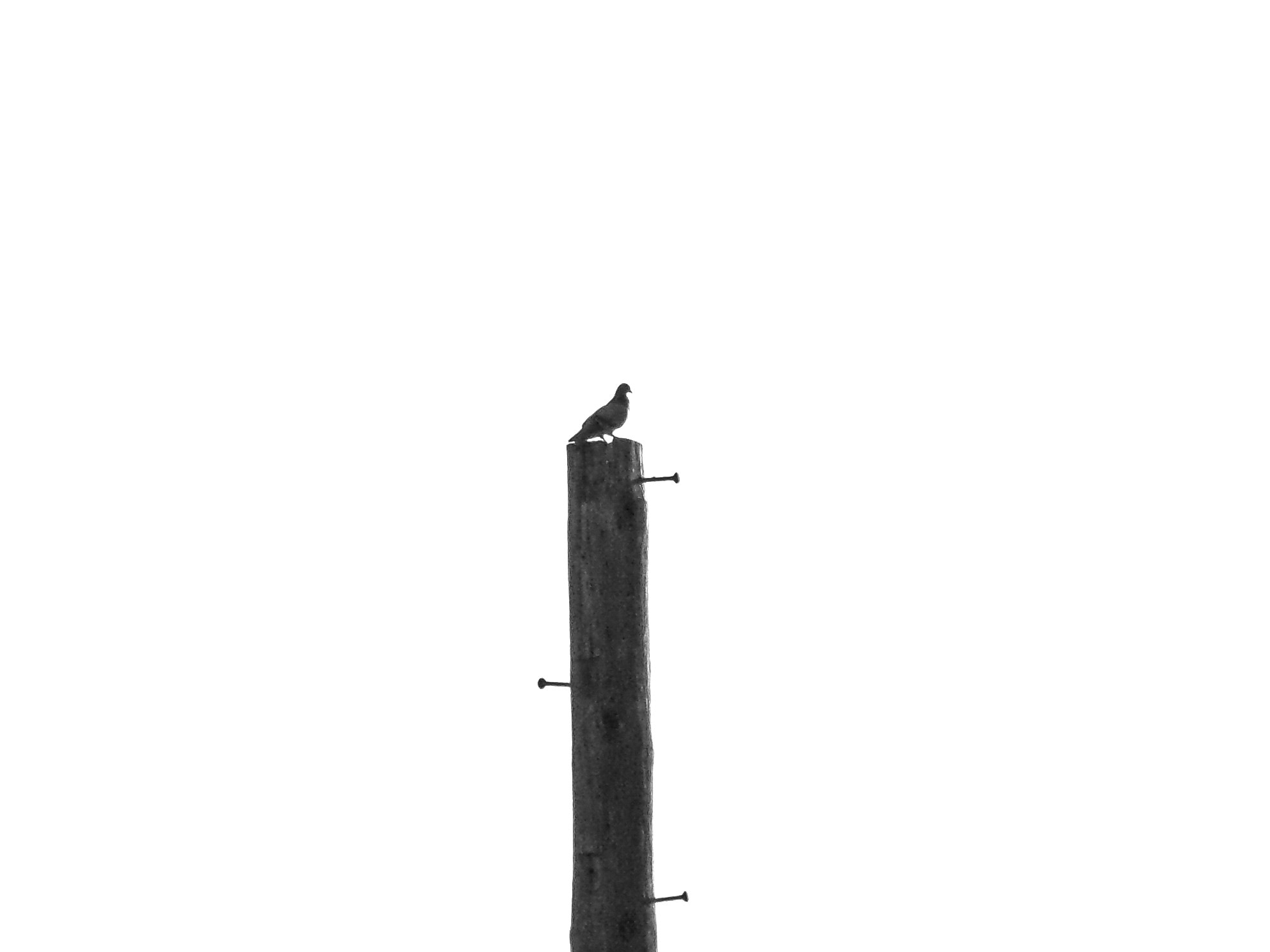 Samsung WB200F/WB201F/WB202F sample photo. Pole bird photography