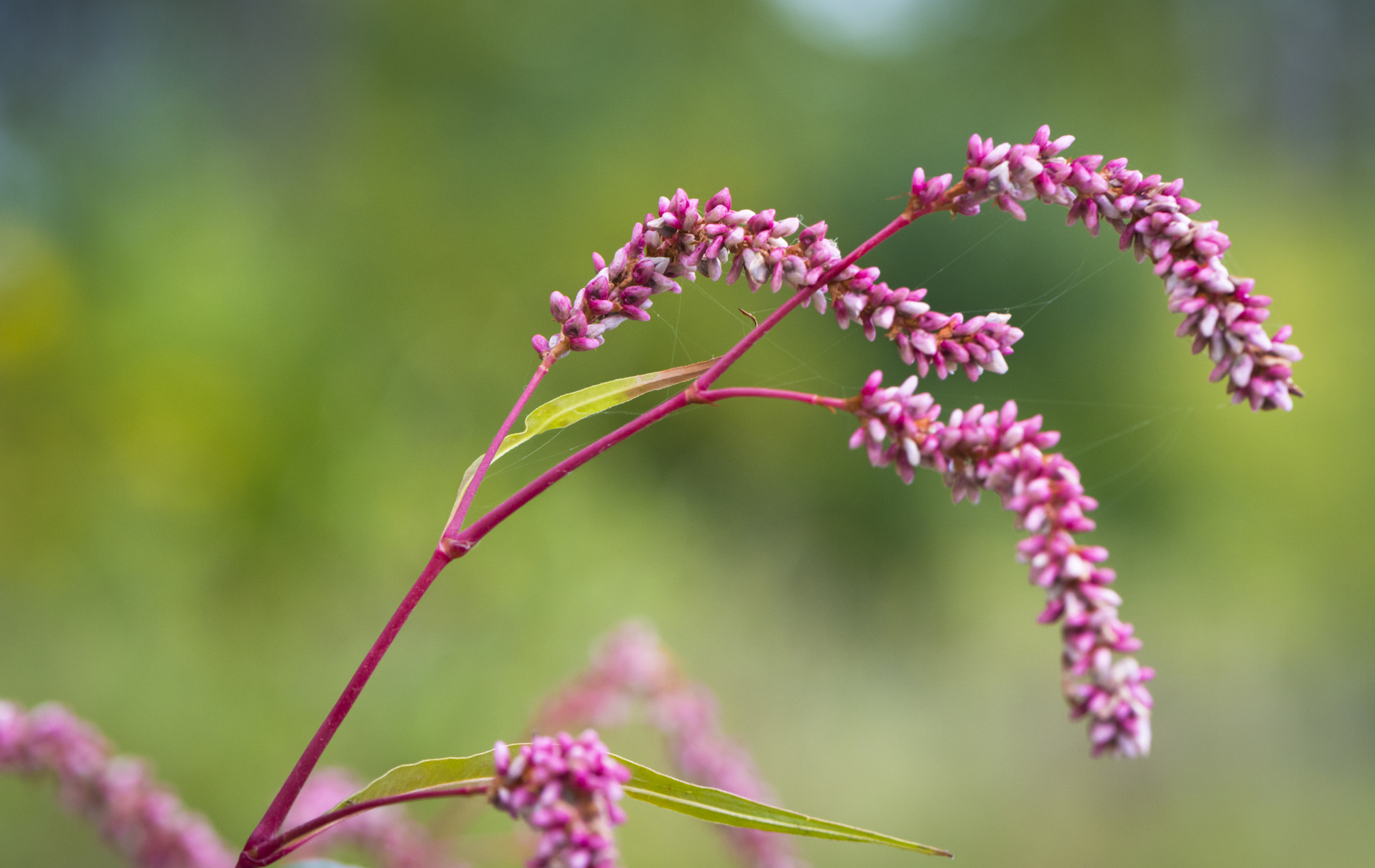 Nikon AF-S Micro-Nikkor 105mm F2.8G IF-ED VR sample photo. Flower photography