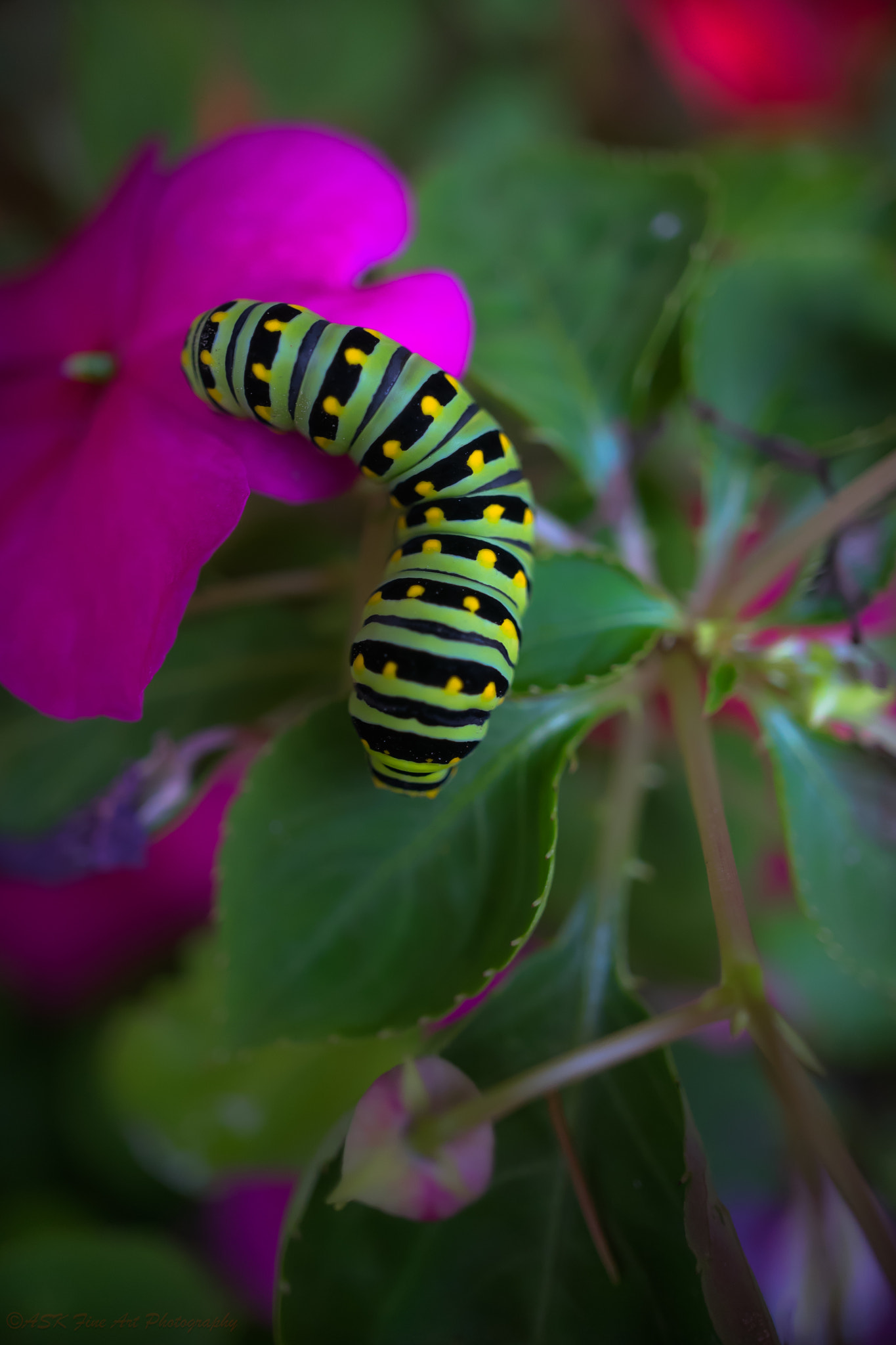 Sony a7 + Sony E 30mm F3.5 Macro sample photo. If things go well a swallowtail butterfly photography