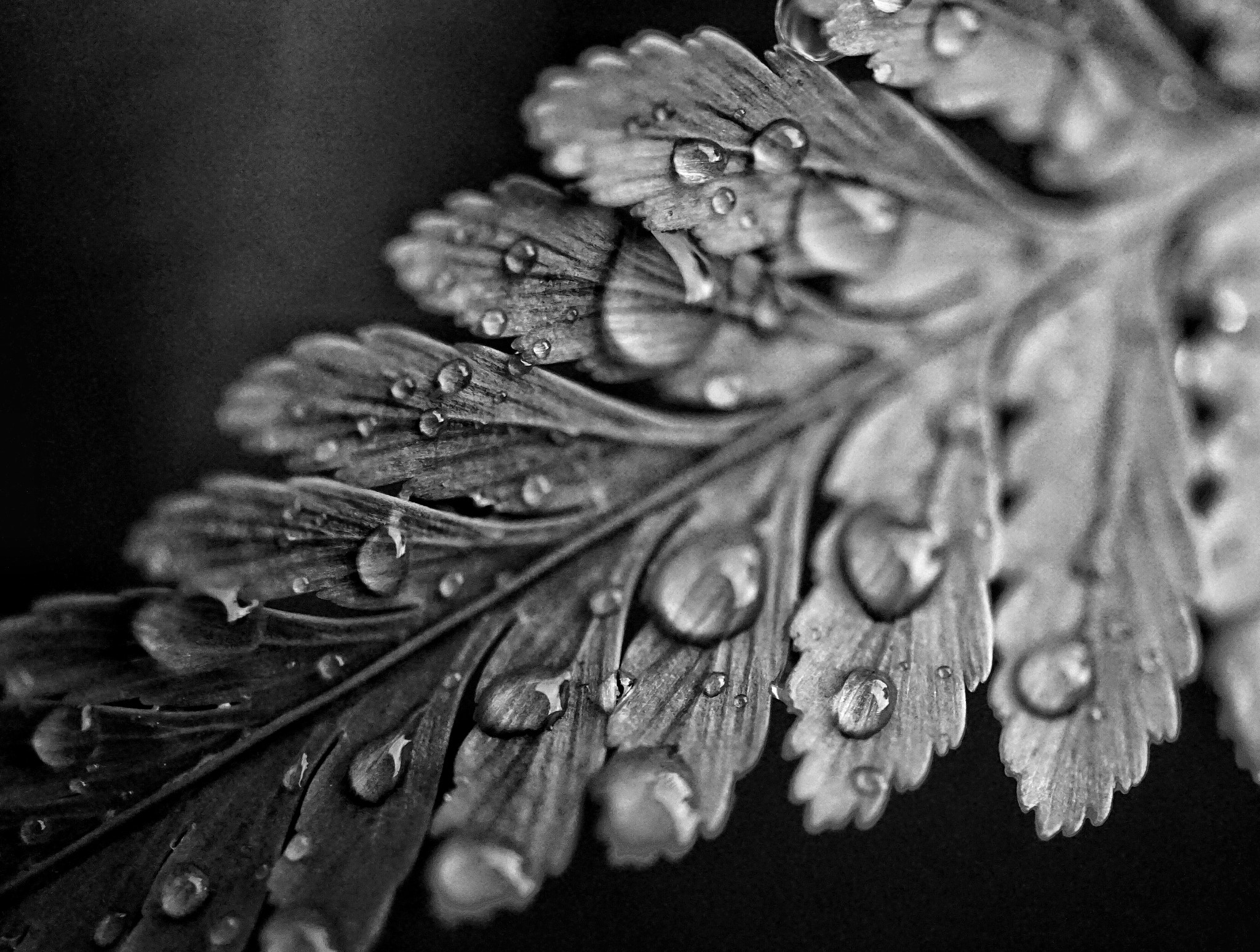 Sony E 30mm F3.5 sample photo. September rain photography
