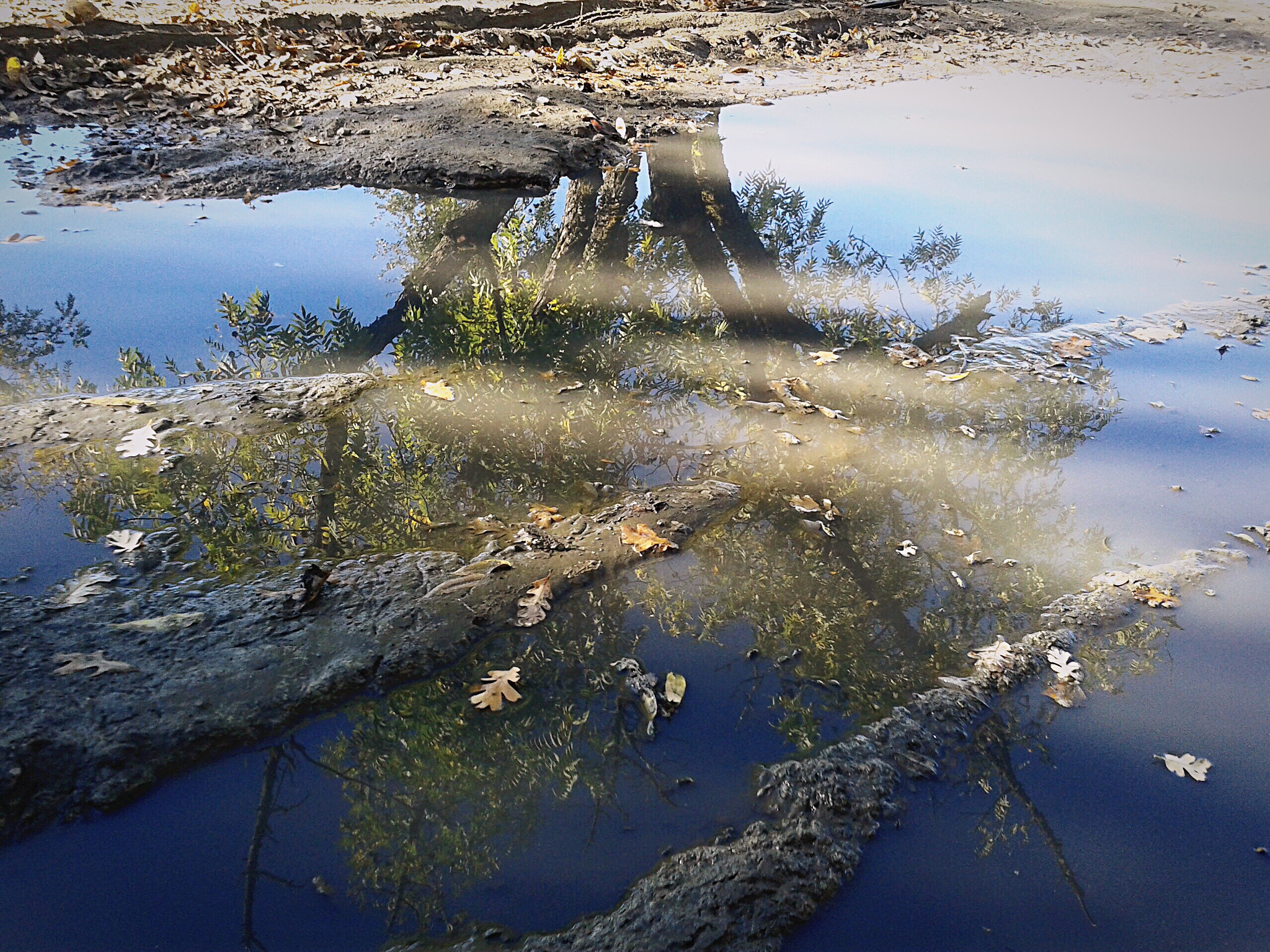 Samsung Galaxy Exhibit sample photo. Tree reflection in mud puddle photography