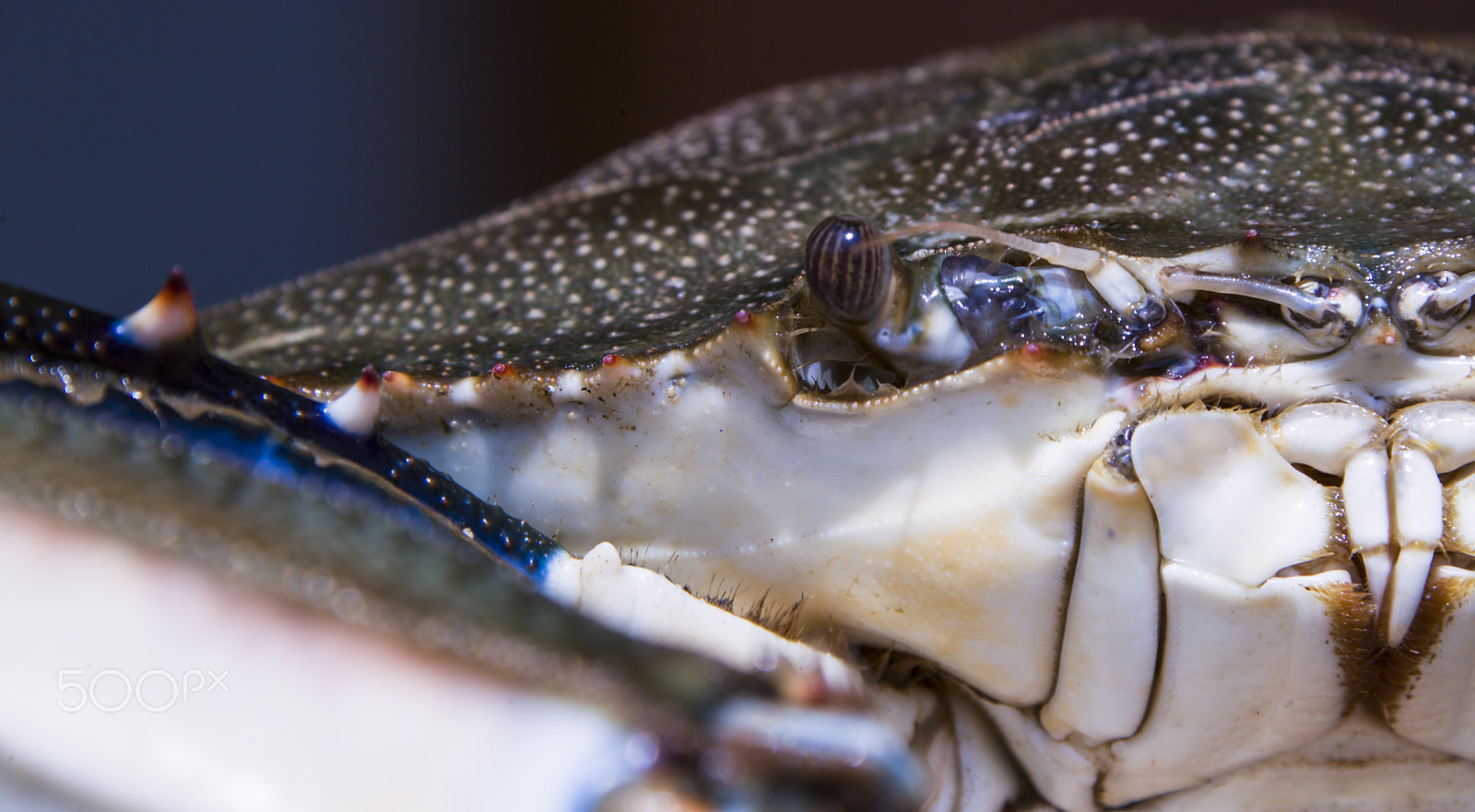 Canon EOS-1D Mark IV sample photo. Callinectes sapidus -  blue crab photography