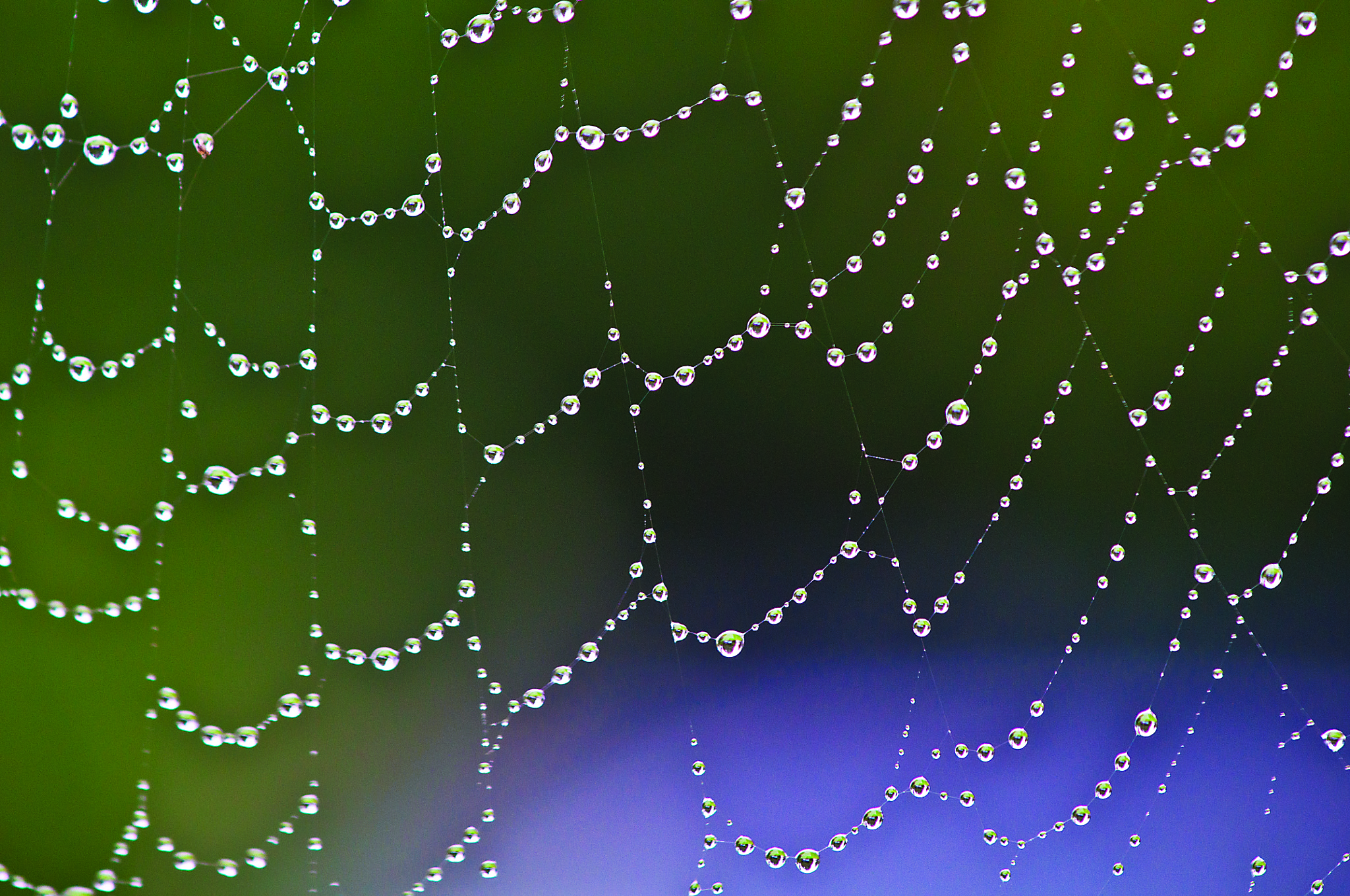 Nikon AF-S DX Micro-Nikkor 85mm F3.5G ED VR sample photo. Morning web photography