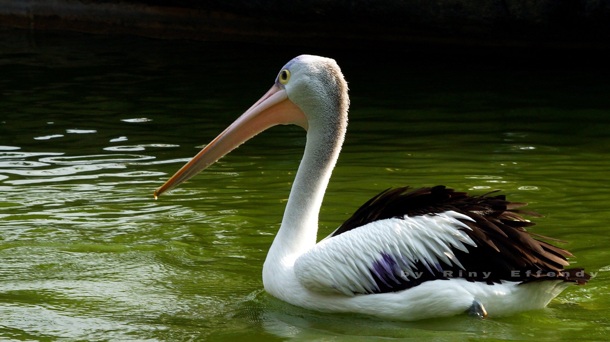 Sony SLT-A77 sample photo. Australian pelican / pelicanus conspicillatus temminck, batu secret zoo, east java 20160827 photography
