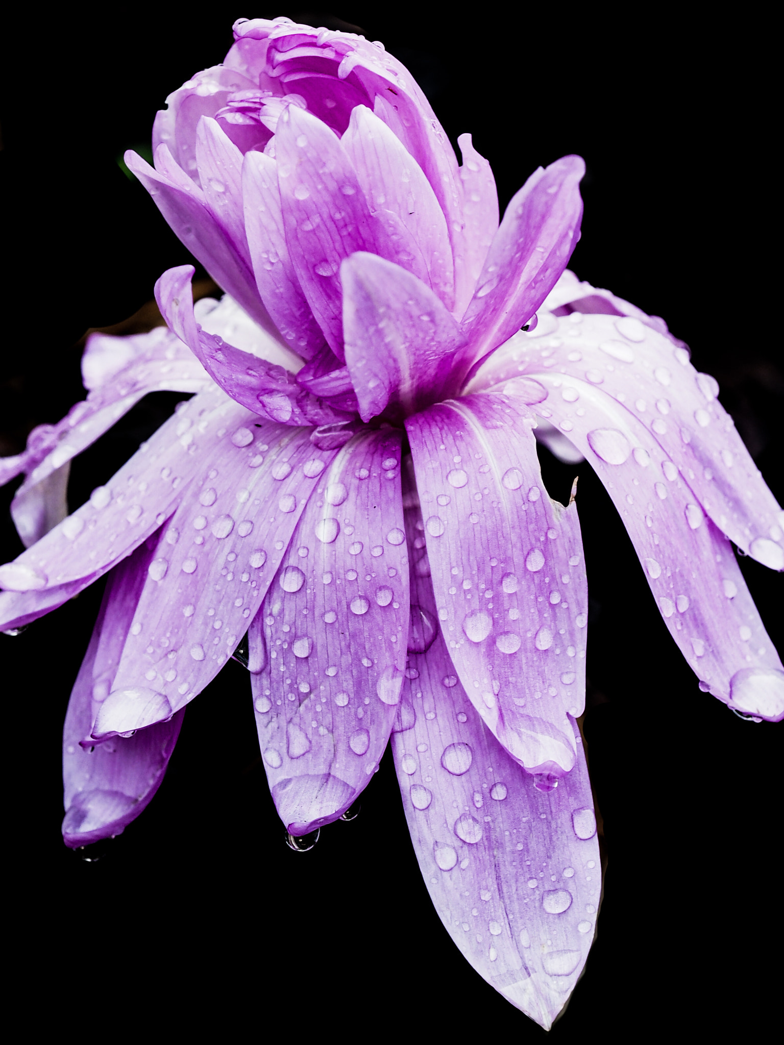 Olympus M.Zuiko Digital ED 60mm F2.8 Macro sample photo. Pink rain photography