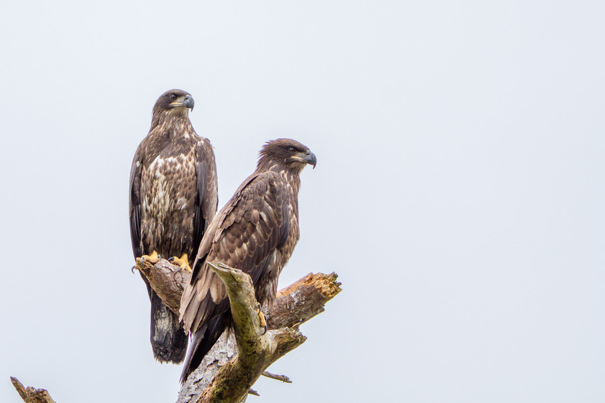 Canon EF 200-400mm F4L IS USM Extender 1.4x sample photo. Bald eagle photography