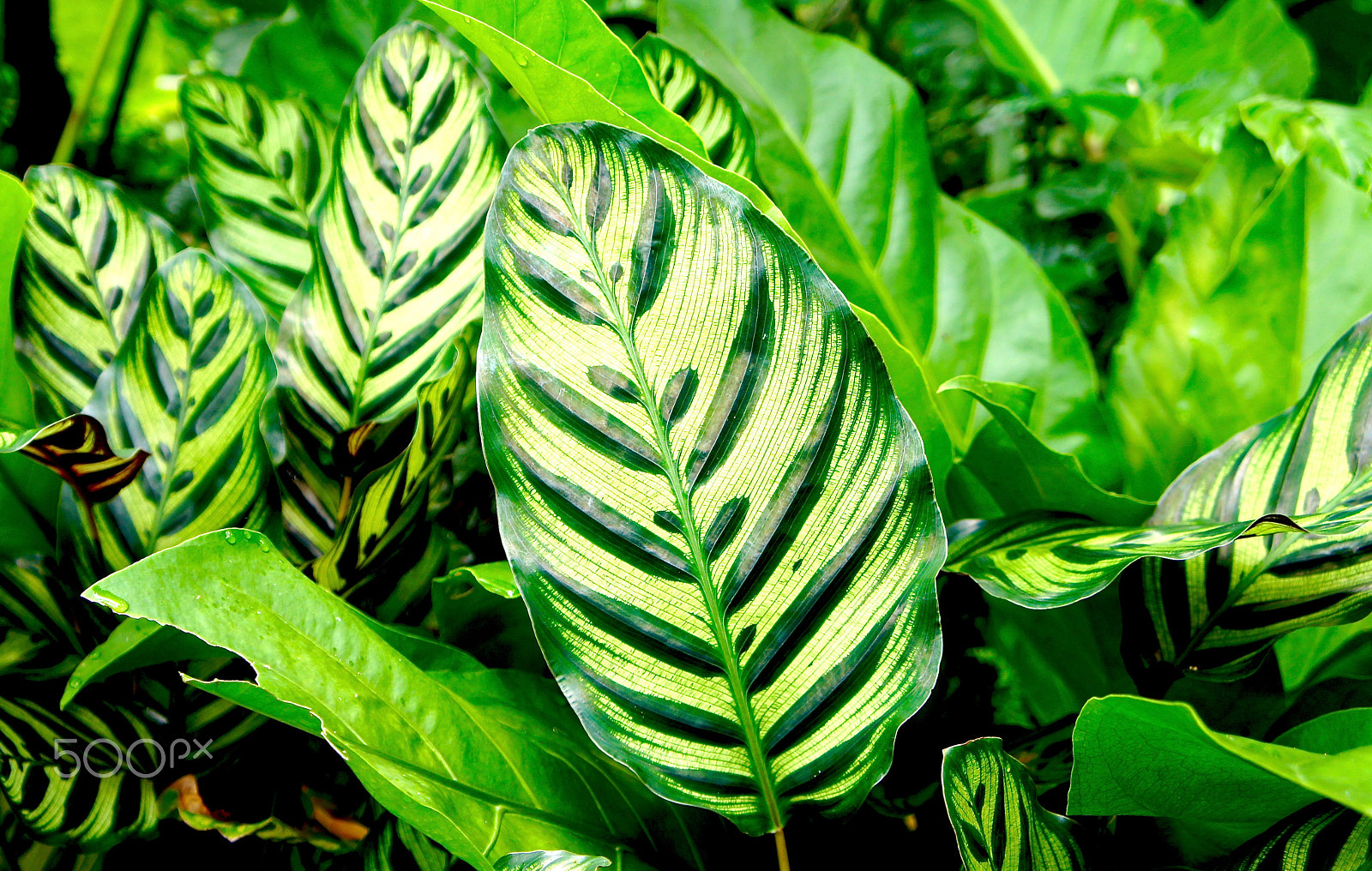 Tamron 18-200mm F3.5-6.3 Di III VC sample photo. Botanical park, singapore photography