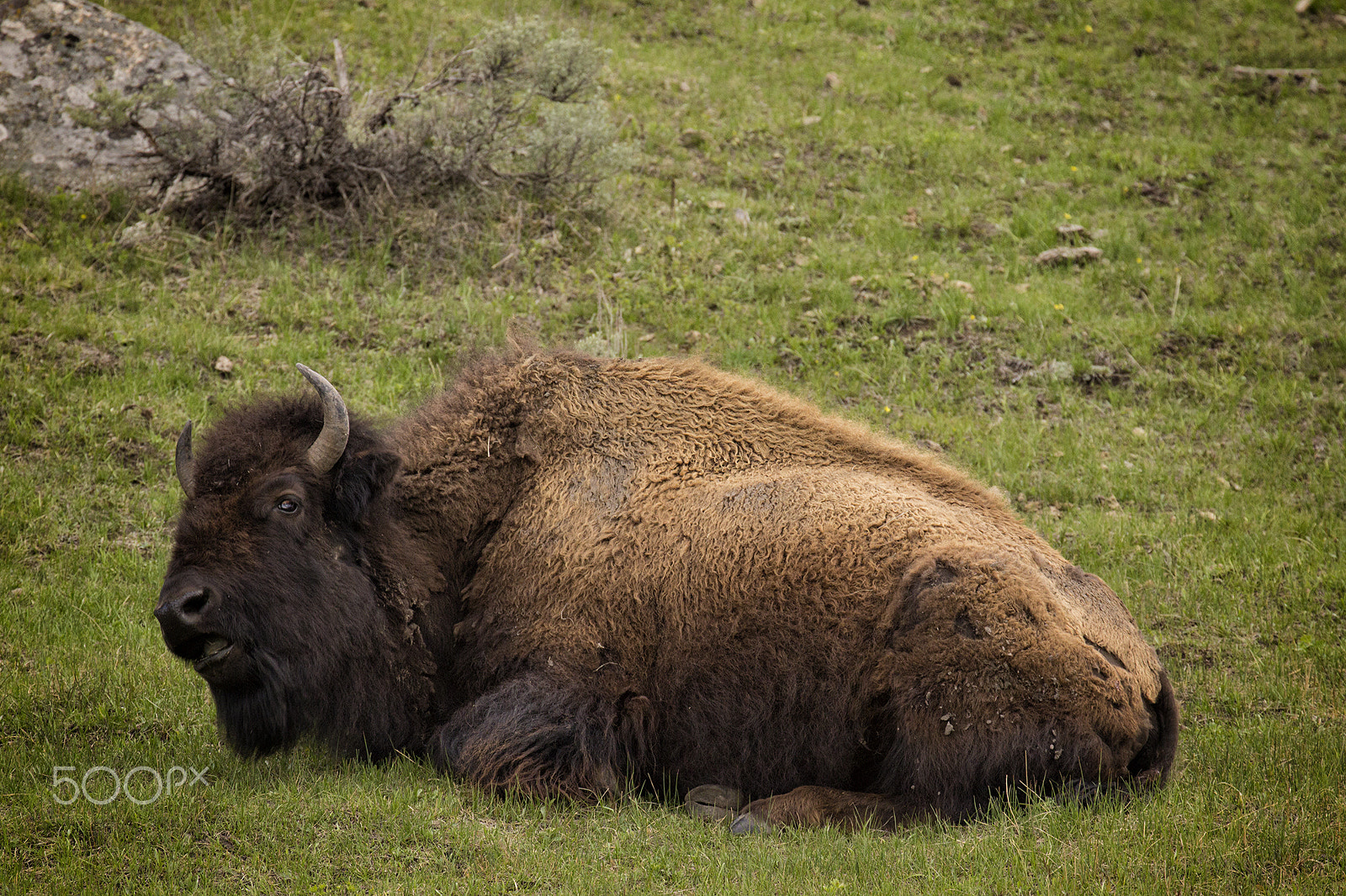 Canon EF 70-300mm F4-5.6L IS USM sample photo. American bison photography