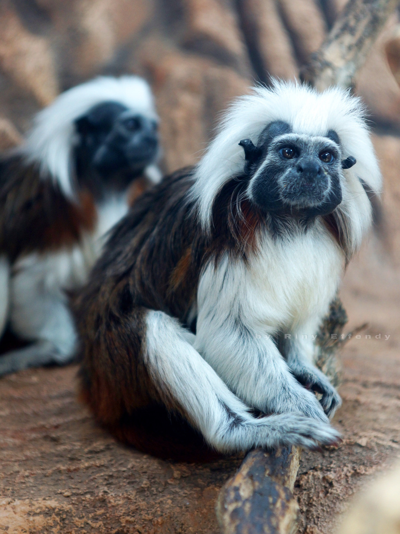 Sony SLT-A77 sample photo. Cotton-top tamarin / saguinus oedipus, batu secret zoo, east java 20160827 photography