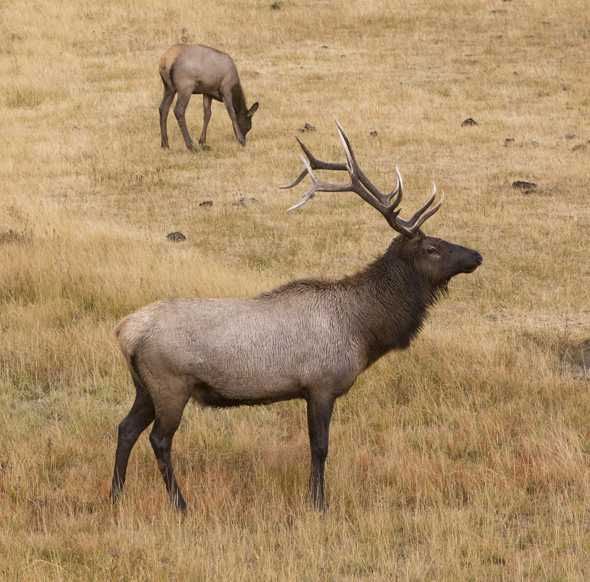 Canon EF 70-200mm F2.8L IS USM sample photo. Elk photography