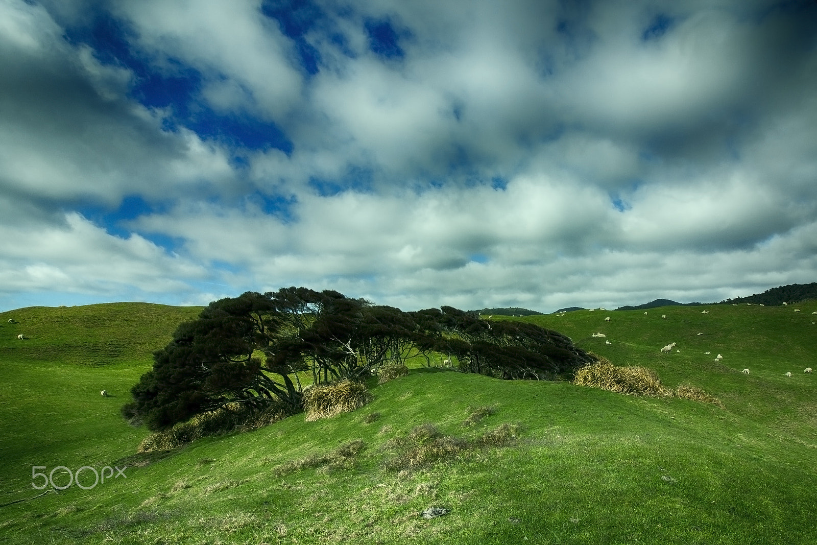 Canon EOS 450D (EOS Rebel XSi / EOS Kiss X2) sample photo. South island landscapes nz photography