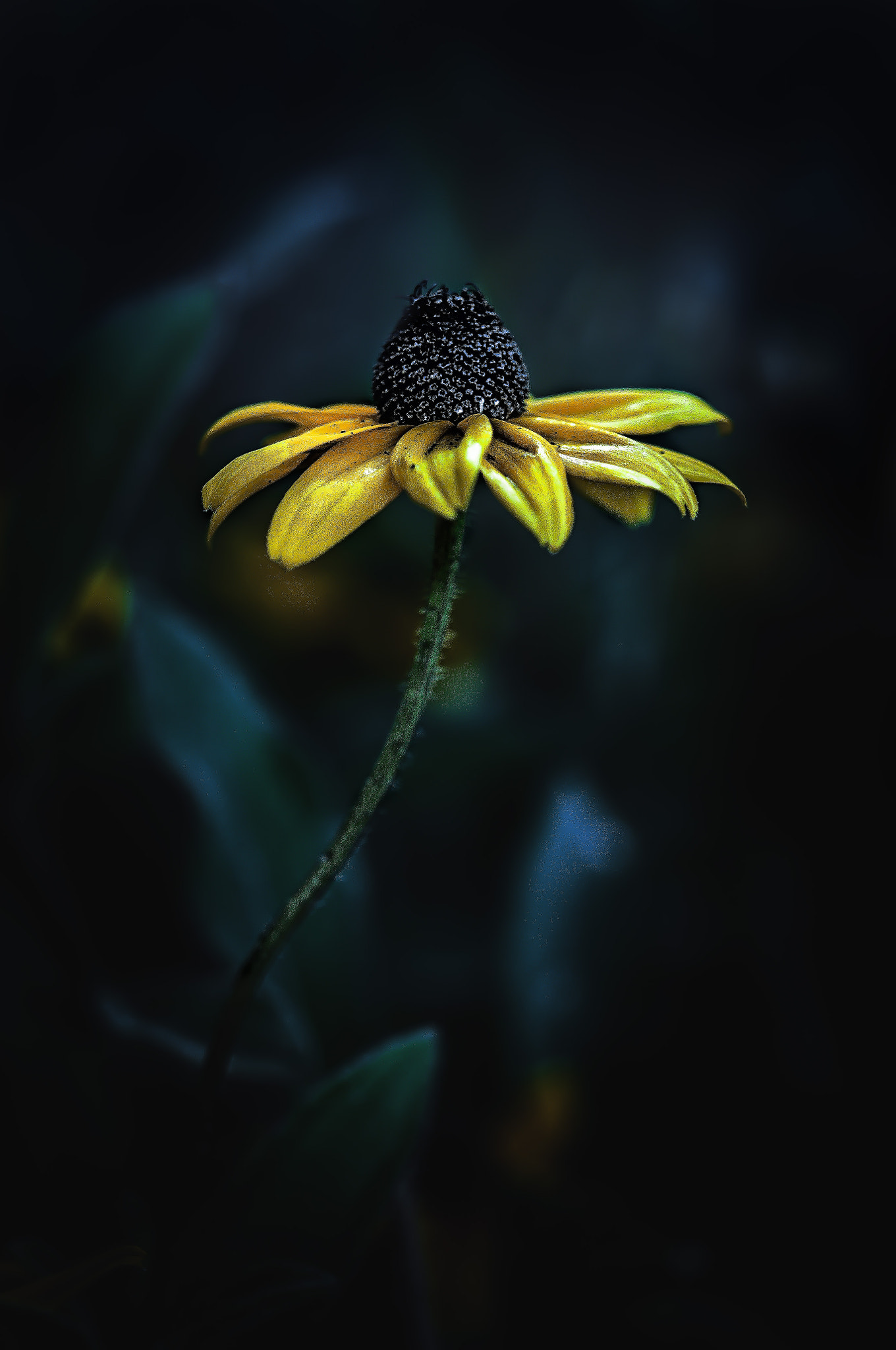 Nikon AF-S Micro-Nikkor 60mm F2.8G ED sample photo