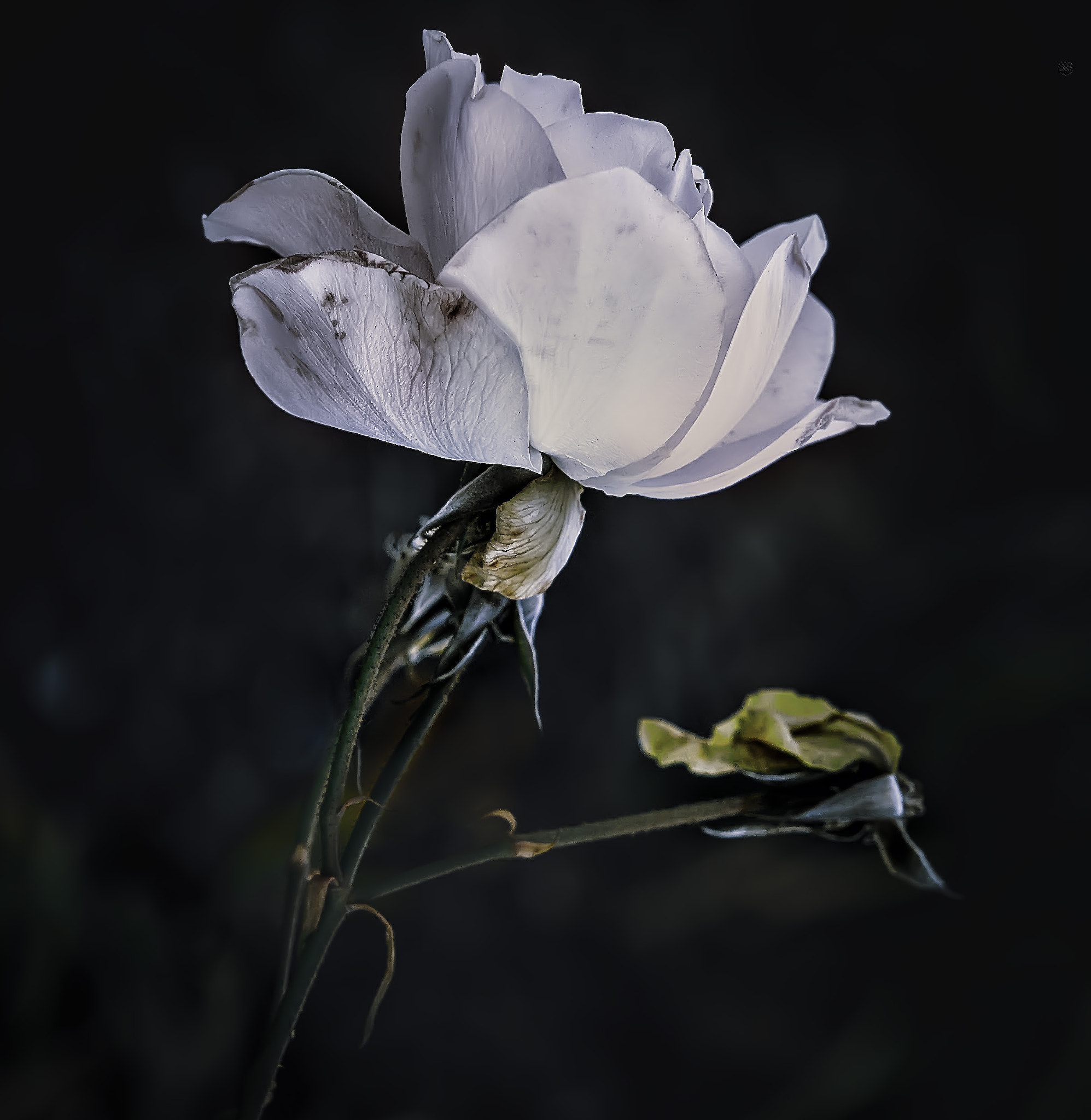 Nikon AF-S Micro-Nikkor 60mm F2.8G ED sample photo