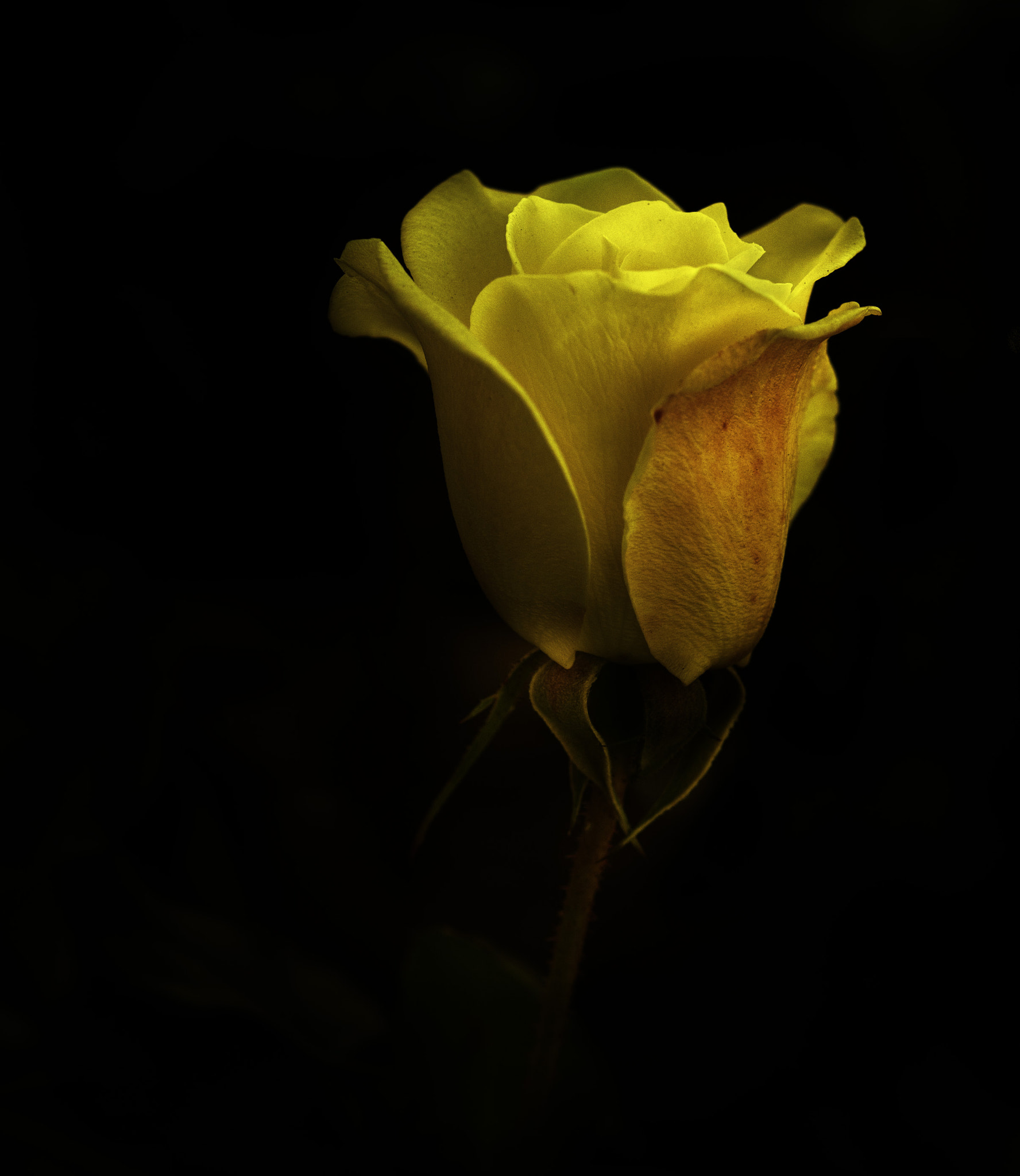 Nikon AF-S Micro-Nikkor 60mm F2.8G ED sample photo