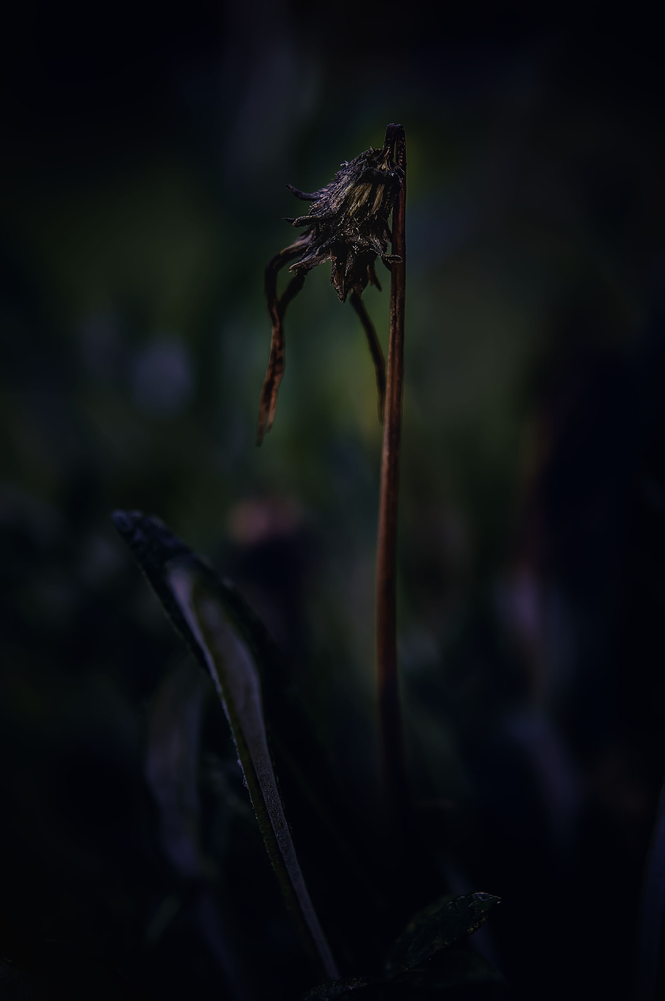Nikon AF-S Micro-Nikkor 60mm F2.8G ED sample photo