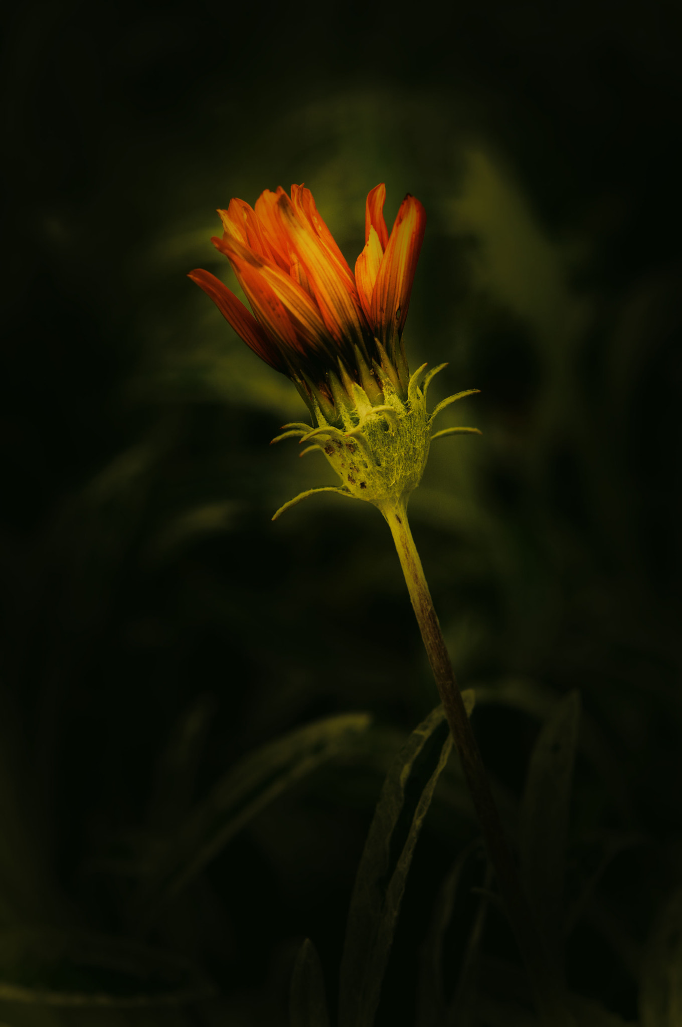 Nikon AF-S Micro-Nikkor 60mm F2.8G ED sample photo. 暗恢复的 photography