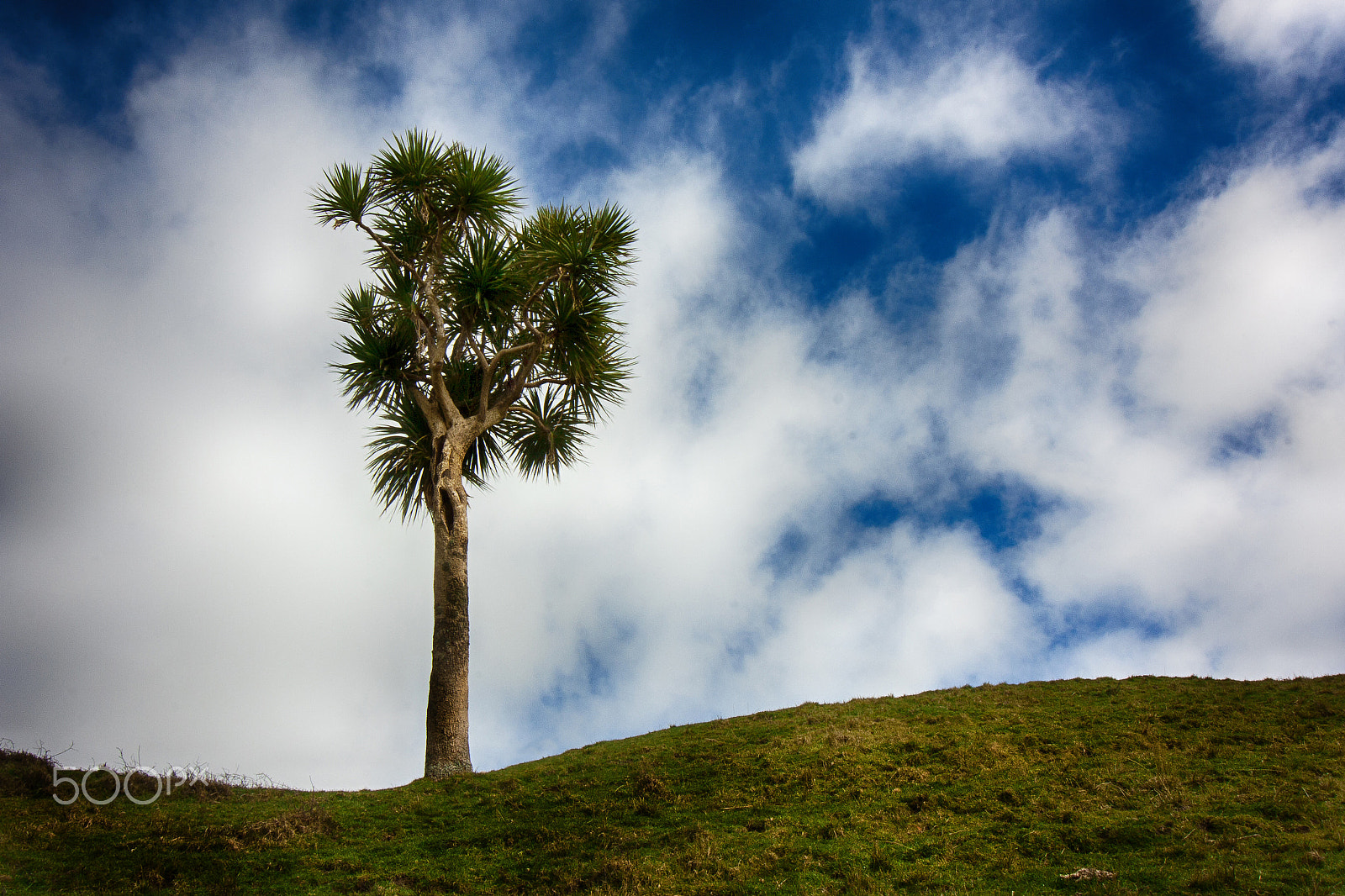 Canon EOS 450D (EOS Rebel XSi / EOS Kiss X2) sample photo. South island landscapes nz photography