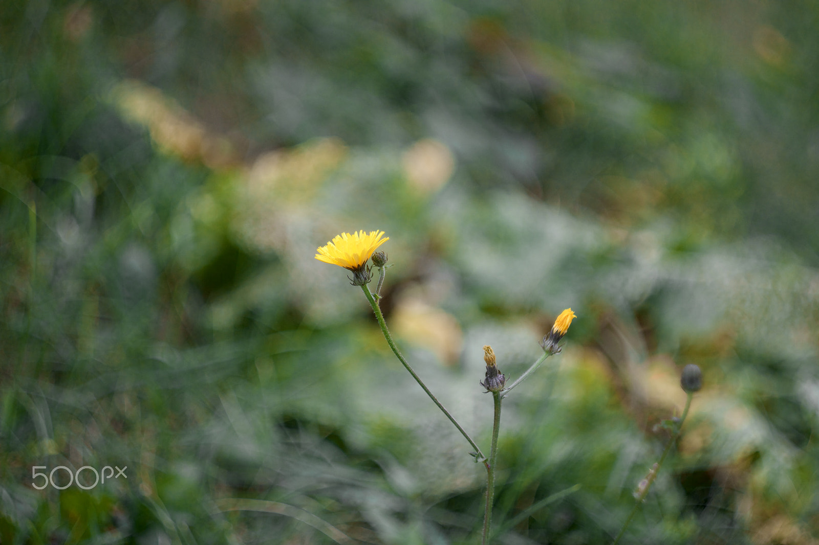 Canon EF 35-80mm f/4-5.6 sample photo. Yellow flower photography