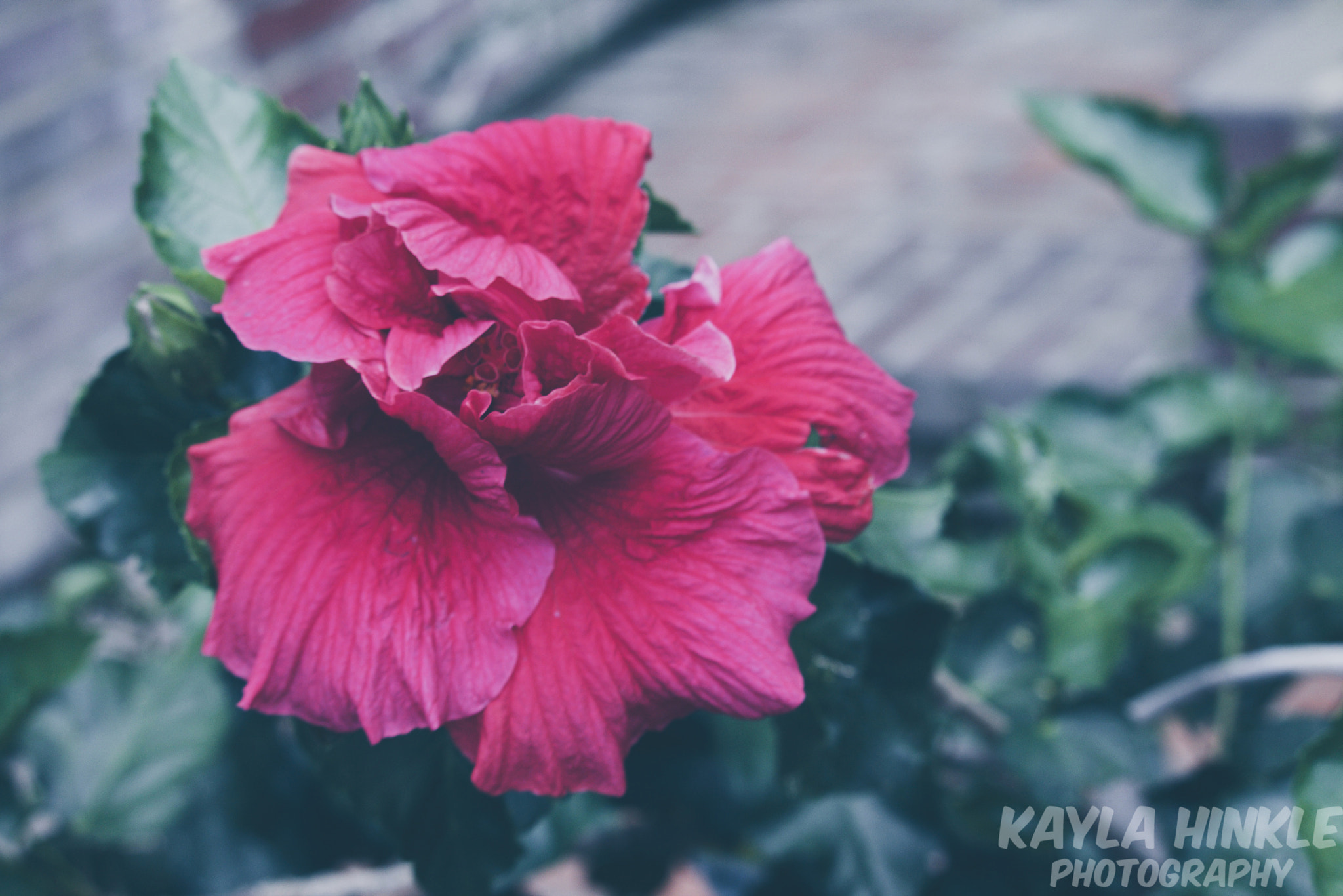 Canon EF-S 55-250mm F4-5.6 IS STM sample photo. Hibiscus photography