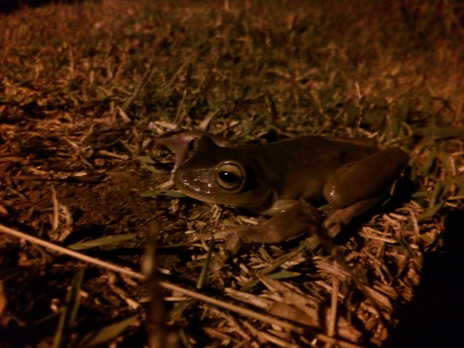 ASUS Zenfone Go (ASUS_Z00VD) sample photo