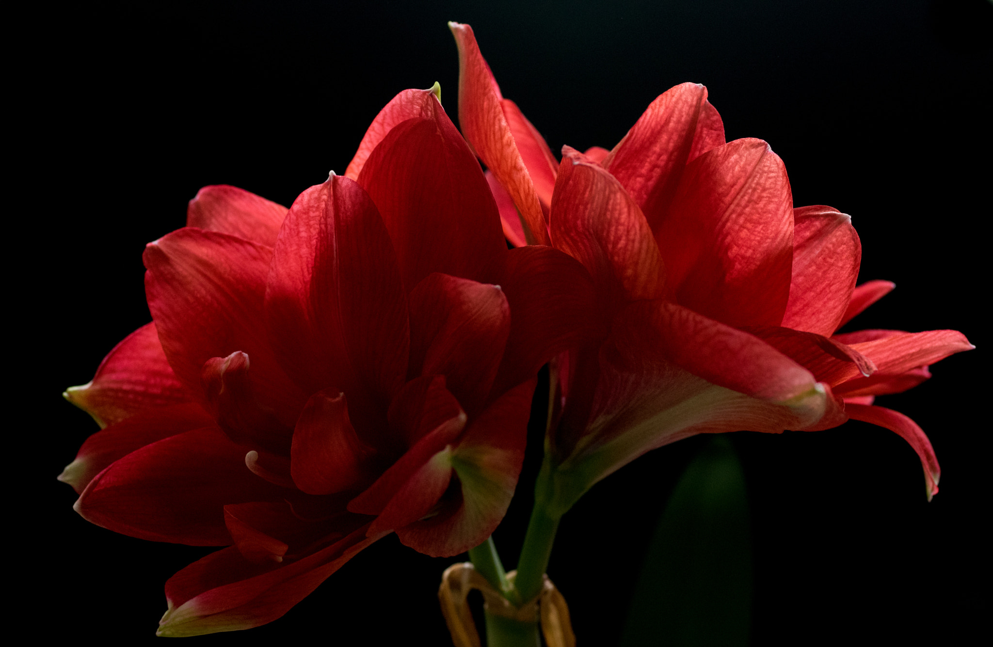 Pentax K-3 + smc PENTAX-FA Macro 50mm F2.8 sample photo. Amaryllis cherry nymph photography