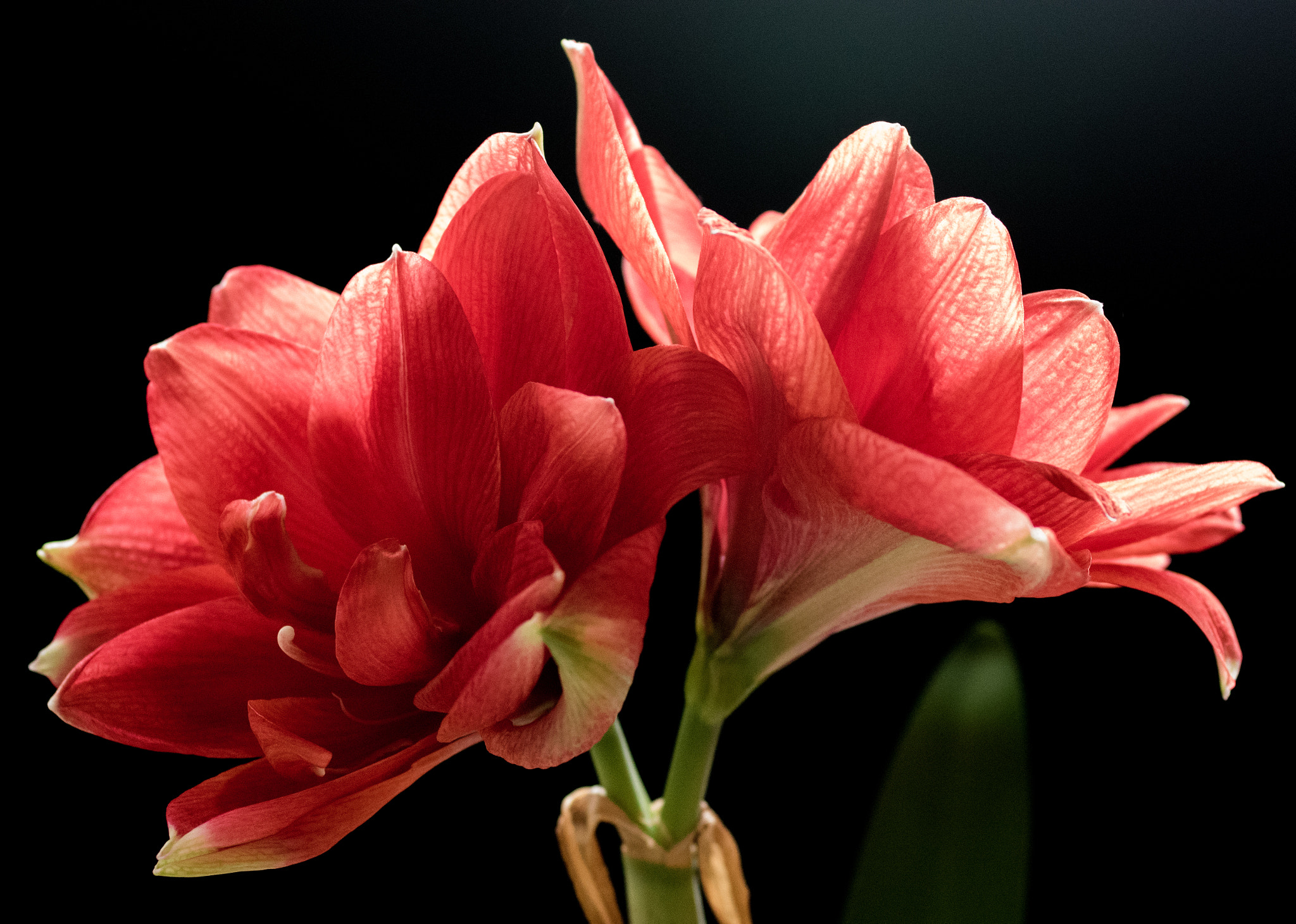Pentax K-3 + smc PENTAX-FA Macro 50mm F2.8 sample photo. Amaryllis cherry nymph photography