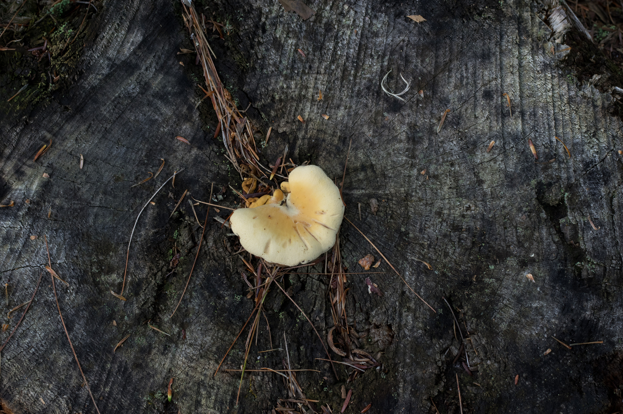 Pentax K-3 sample photo. Mushroom tree rings photography
