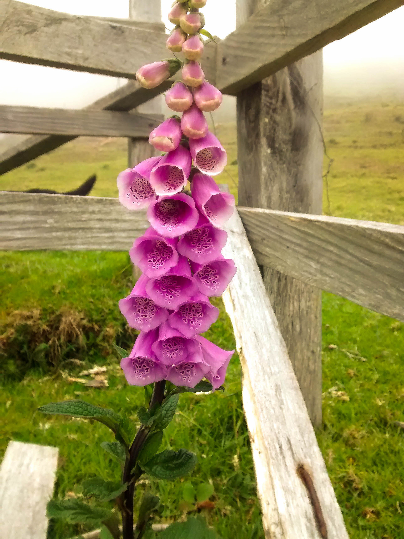 Motorola Moto G with 4G LTE (1st Gen) sample photo. Digitaria flower photography
