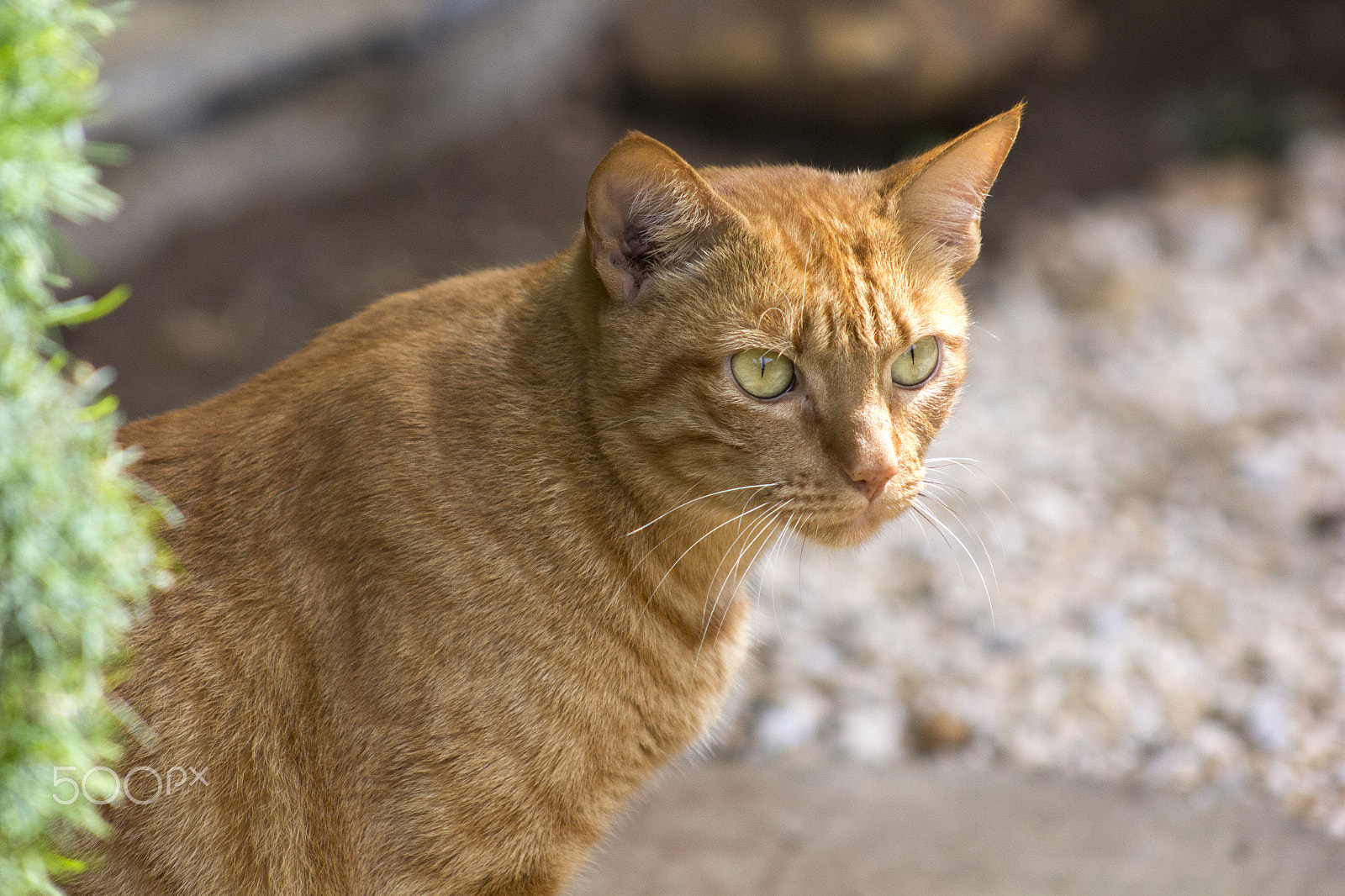 Canon EF 75-300mm f/4-5.6 USM sample photo. Gato photography