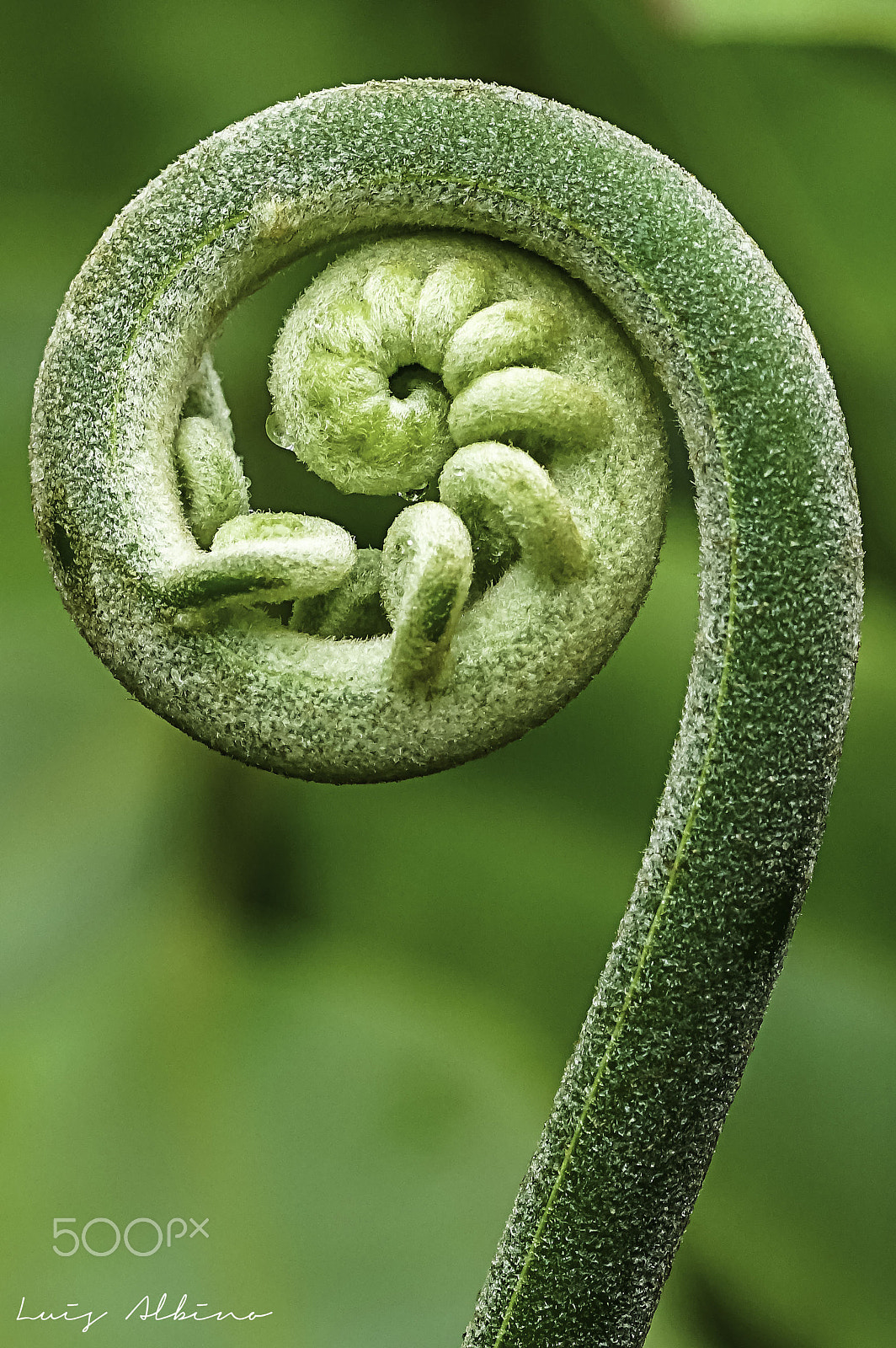 Sony ILCA-77M2 + Tamron SP AF 90mm F2.8 Di Macro sample photo. Marattiidae photography