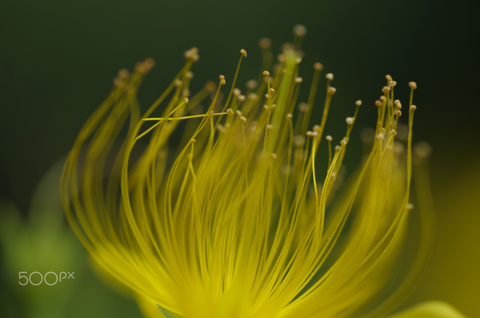 Tamron SP AF 90mm F2.8 Di Macro sample photo. Fragile beauty photography