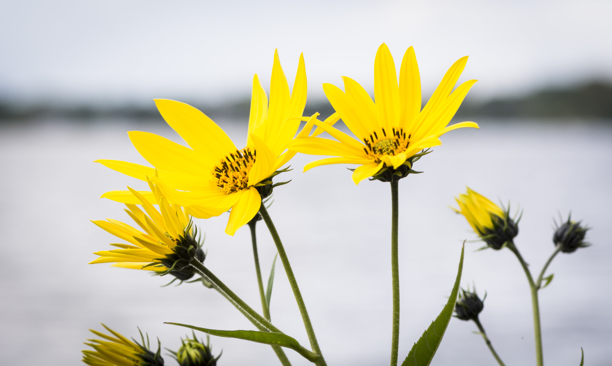 Nikon AF-S Micro-Nikkor 105mm F2.8G IF-ED VR sample photo. Flowers photography