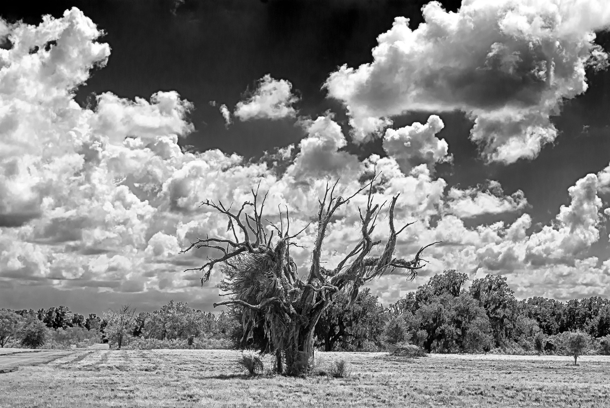 Nikon D200 sample photo. Field and treesh photography