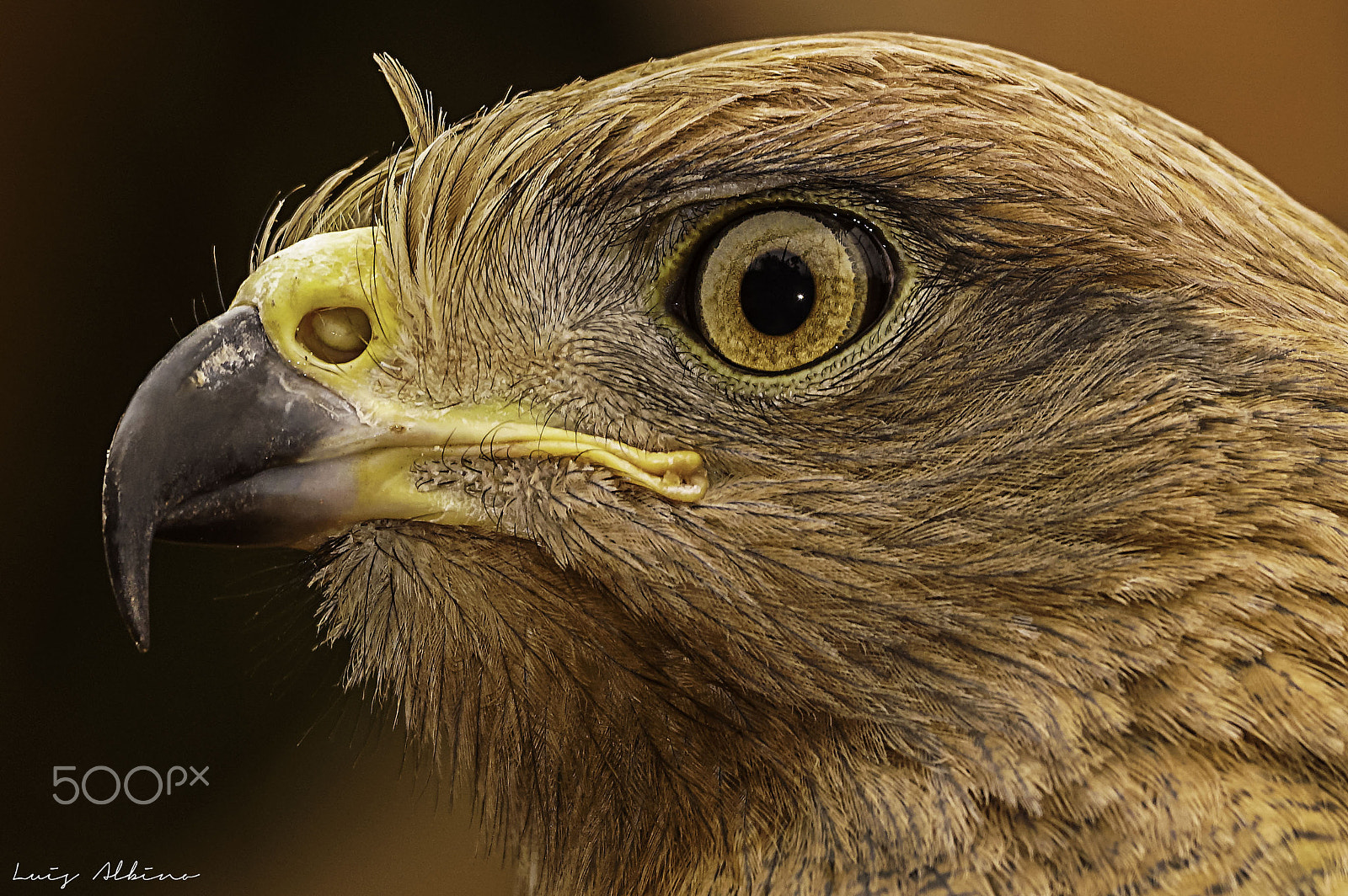 Sony 70-300mm F4.5-5.6 G SSM sample photo. Hawk savanna photography