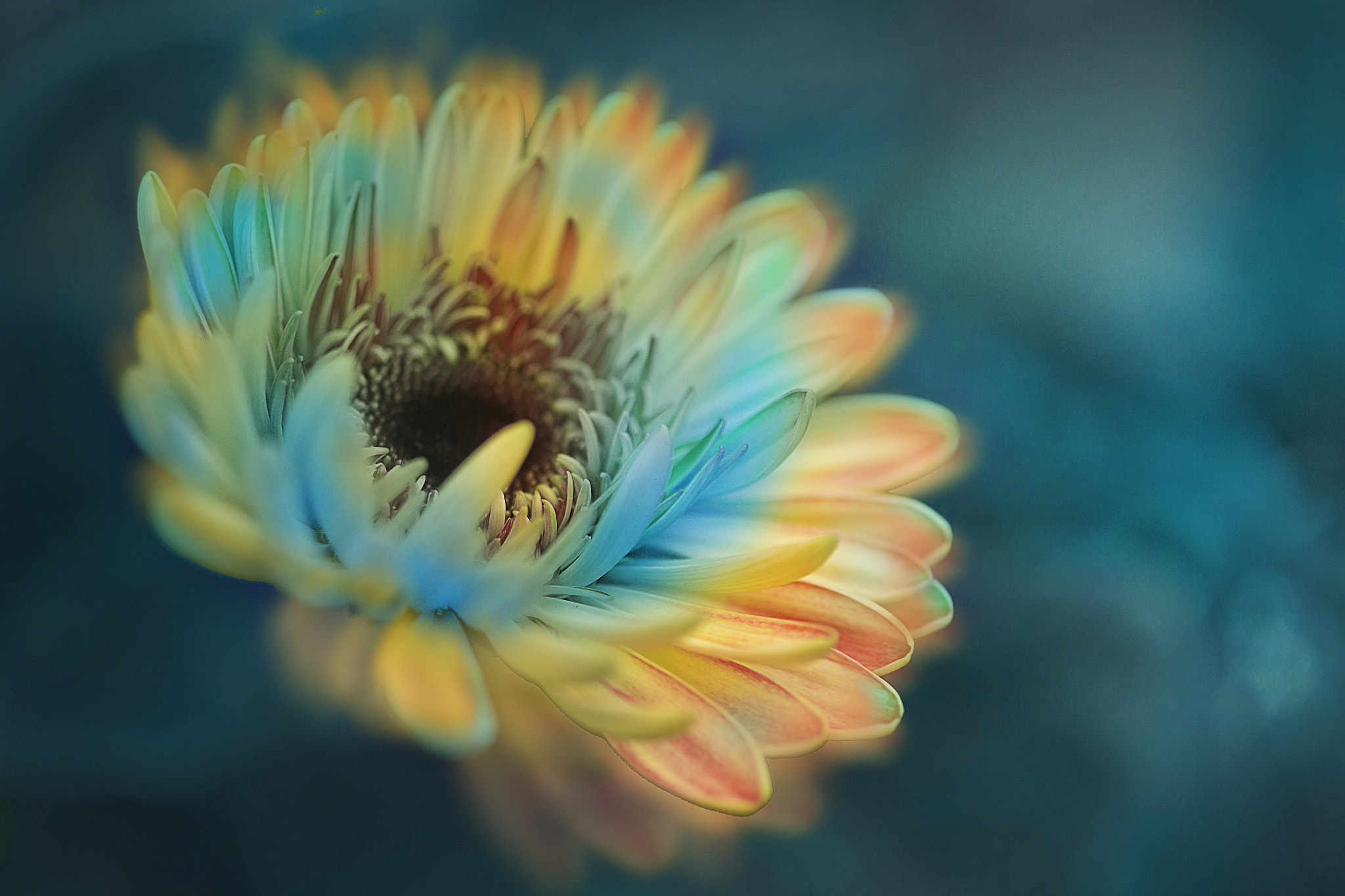 Canon EF 50mm F2.5 Macro sample photo. Gerbera photography