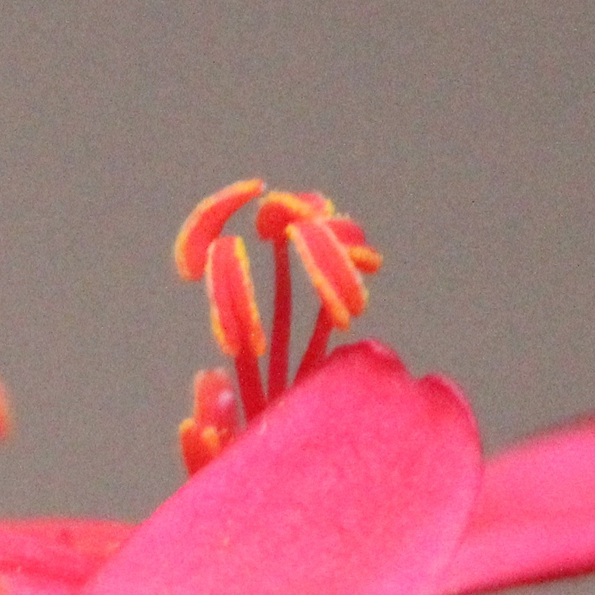 Canon EF-S 55-250mm F4-5.6 IS II sample photo. Macro photography