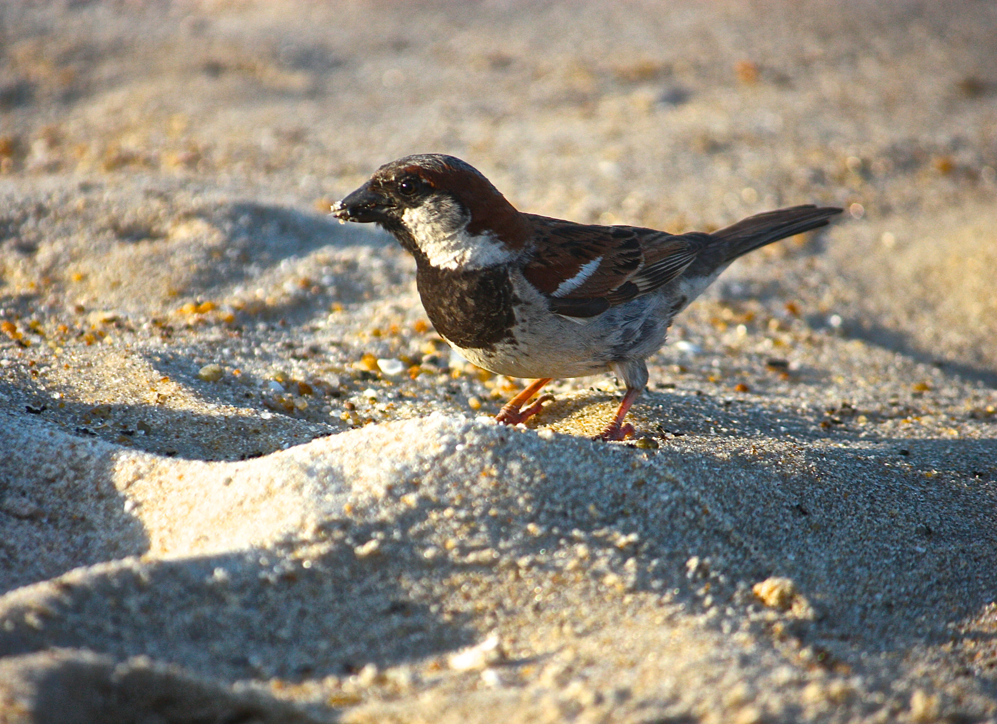 Canon EF-S 55-250mm F4-5.6 IS sample photo. Chincoteague island photography