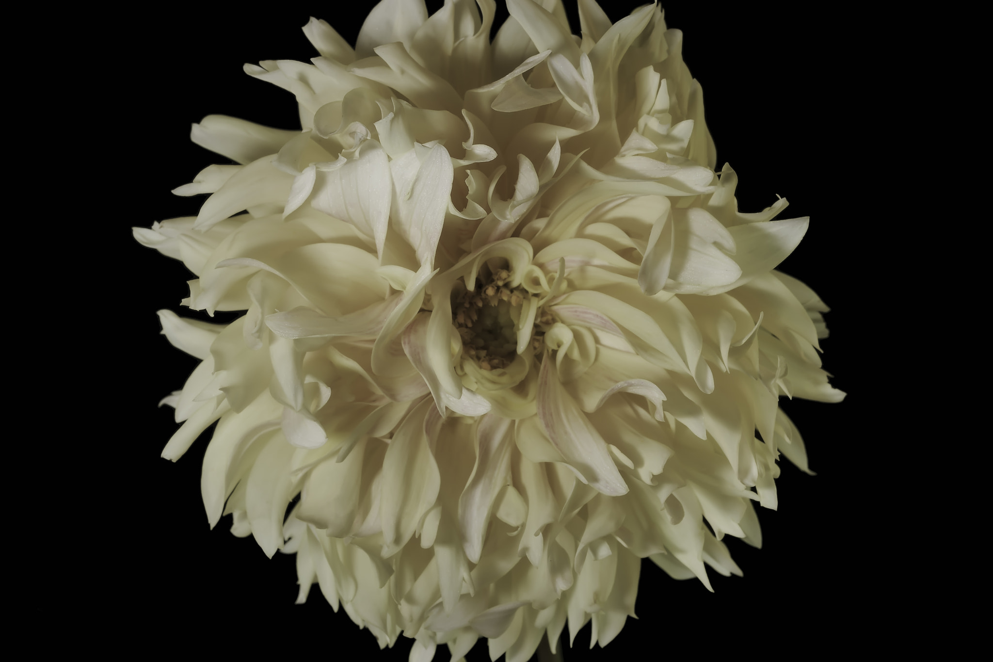 Sony a7 sample photo. Yellow dahlia. photography