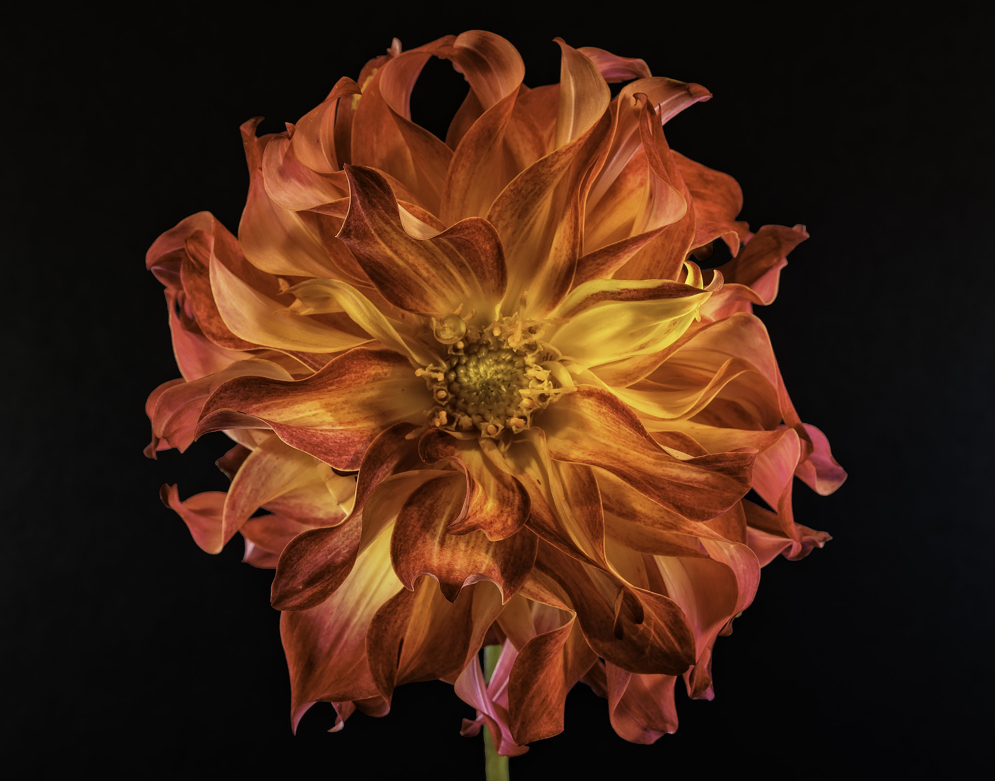 Sony a7 sample photo. Wild red dahlia photography