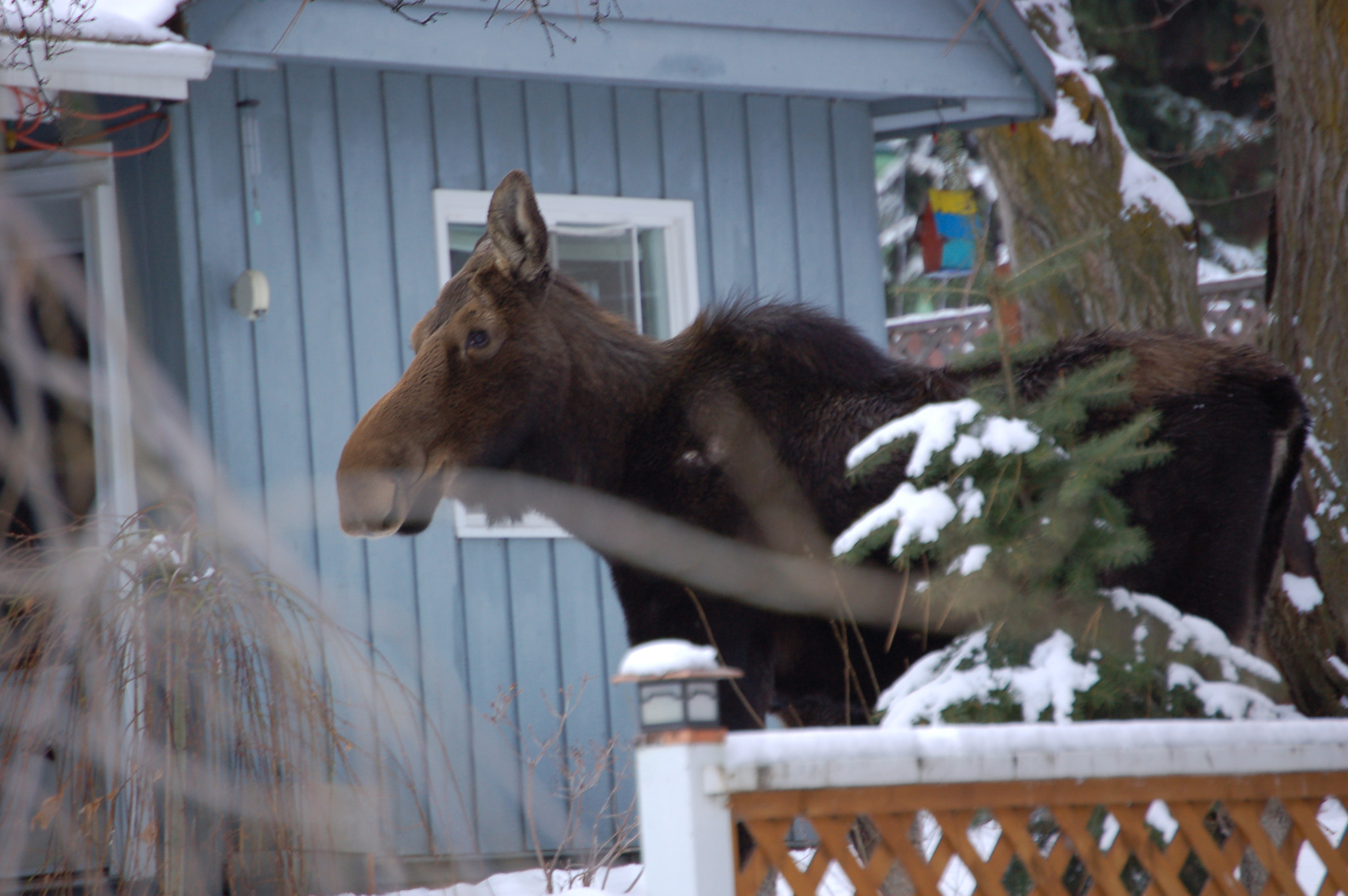 Nikon D50 sample photo. Moose photography