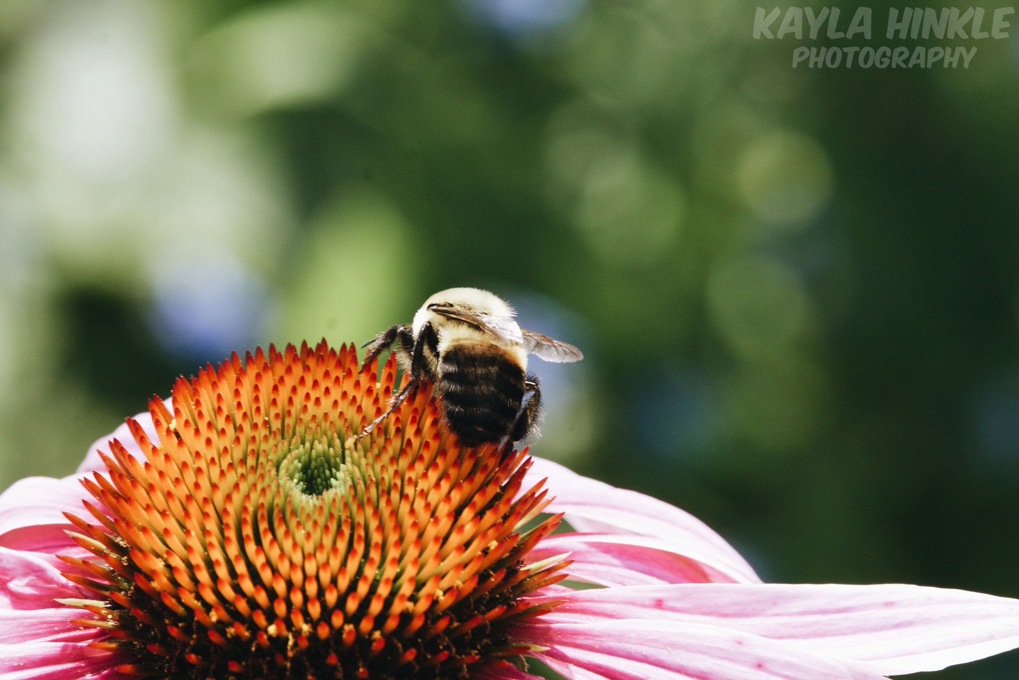 Canon EF-S 55-250mm F4-5.6 IS STM sample photo. Striped photography