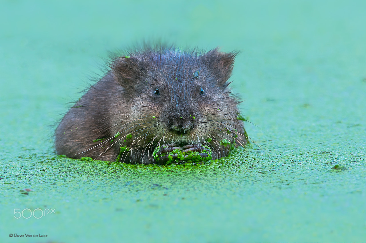 Nikon D300S + Nikon AF-S Nikkor 600mm F4G ED VR sample photo. Muskrat in duckweed photography