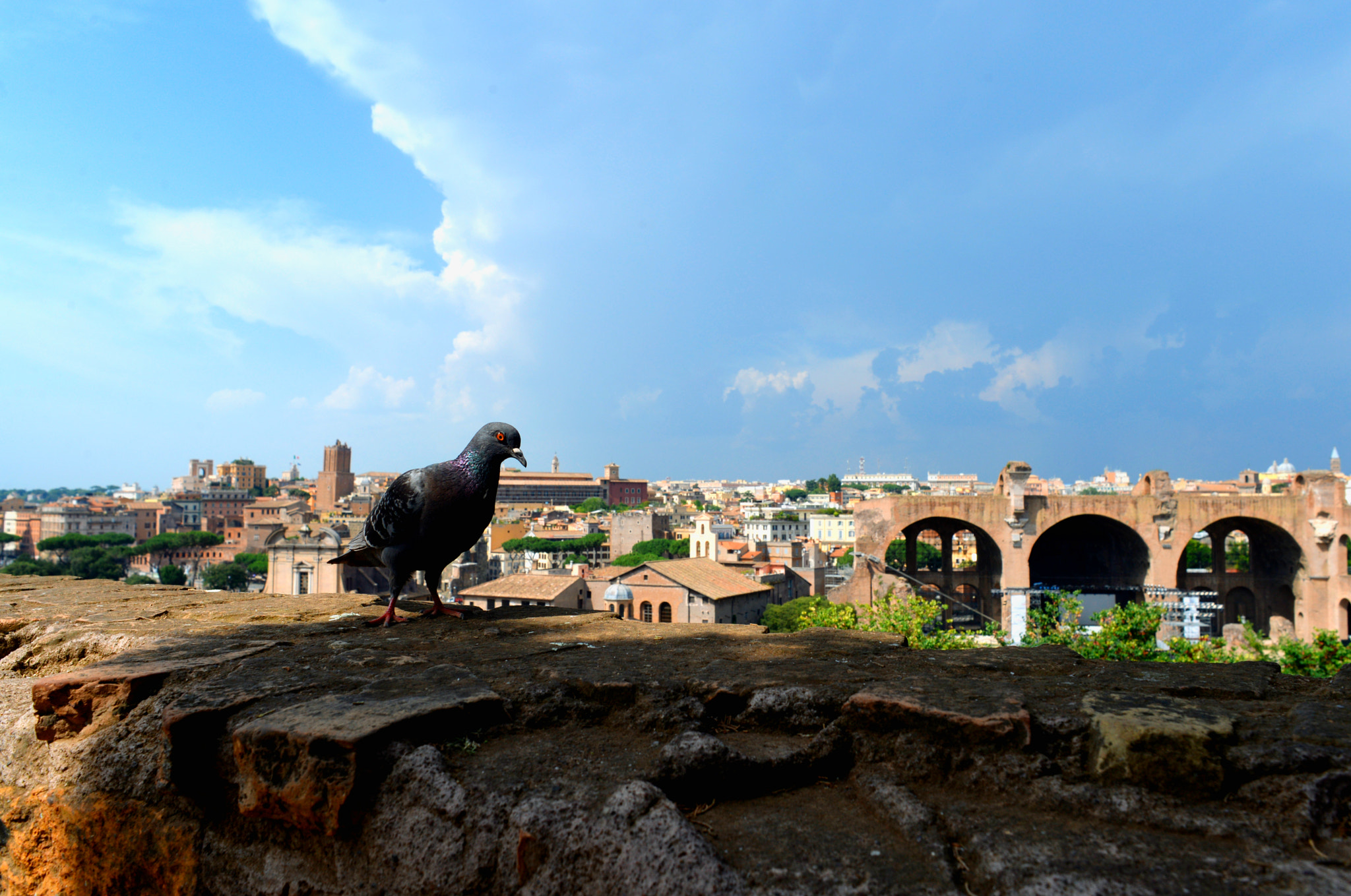 Nikon D610 + Nikon AF Nikkor 24mm F2.8D sample photo. Italian bird photography