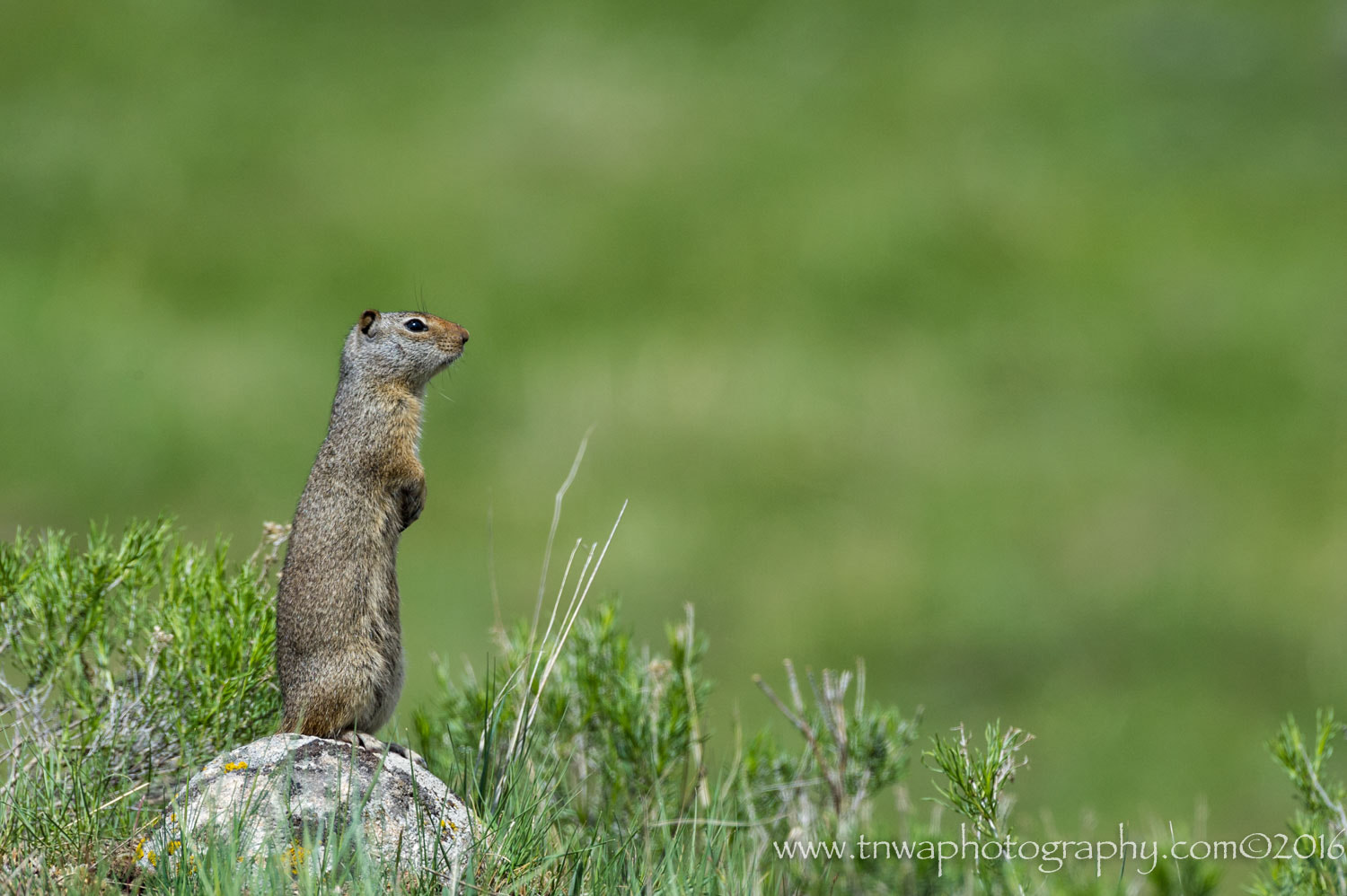 Nikon AF-S Nikkor 200-500mm F5.6E ED VR sample photo. Looking for trouble photography