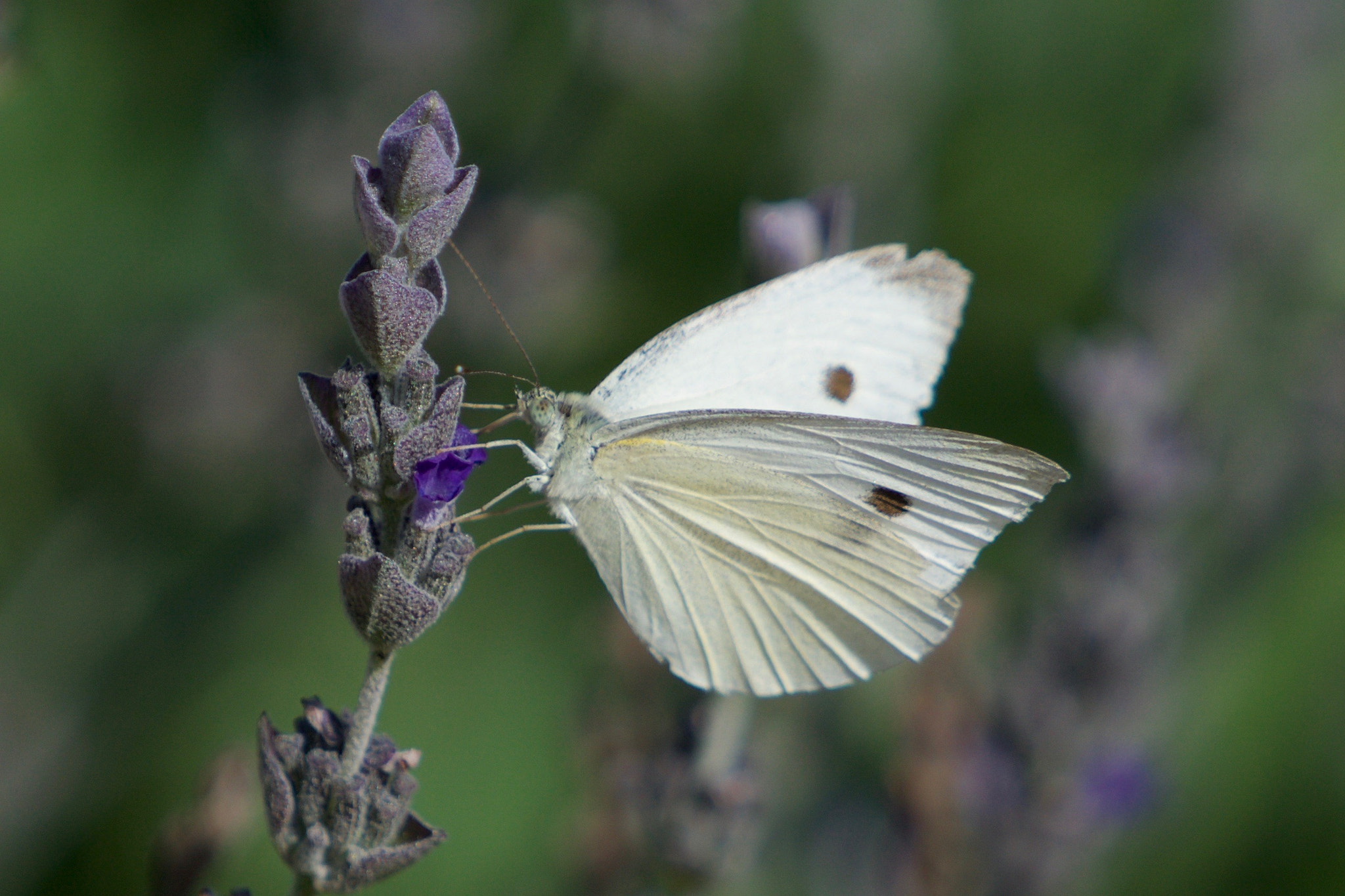 Sony a6000 sample photo. Cabbage white butterfly photography