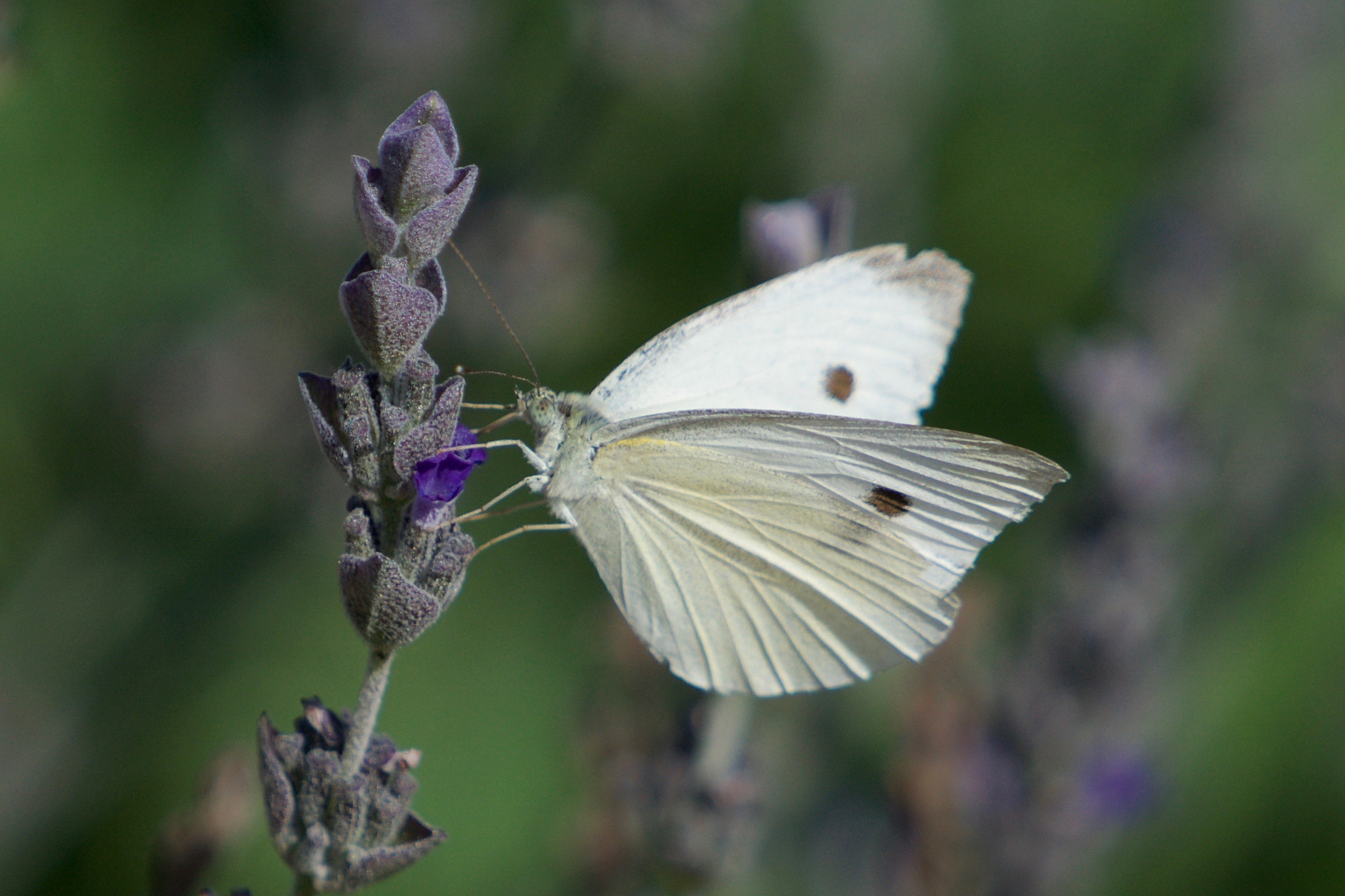 Sony a6000 + Sony FE 70-200mm F4 G OSS sample photo. Cabbage white butterfly photography